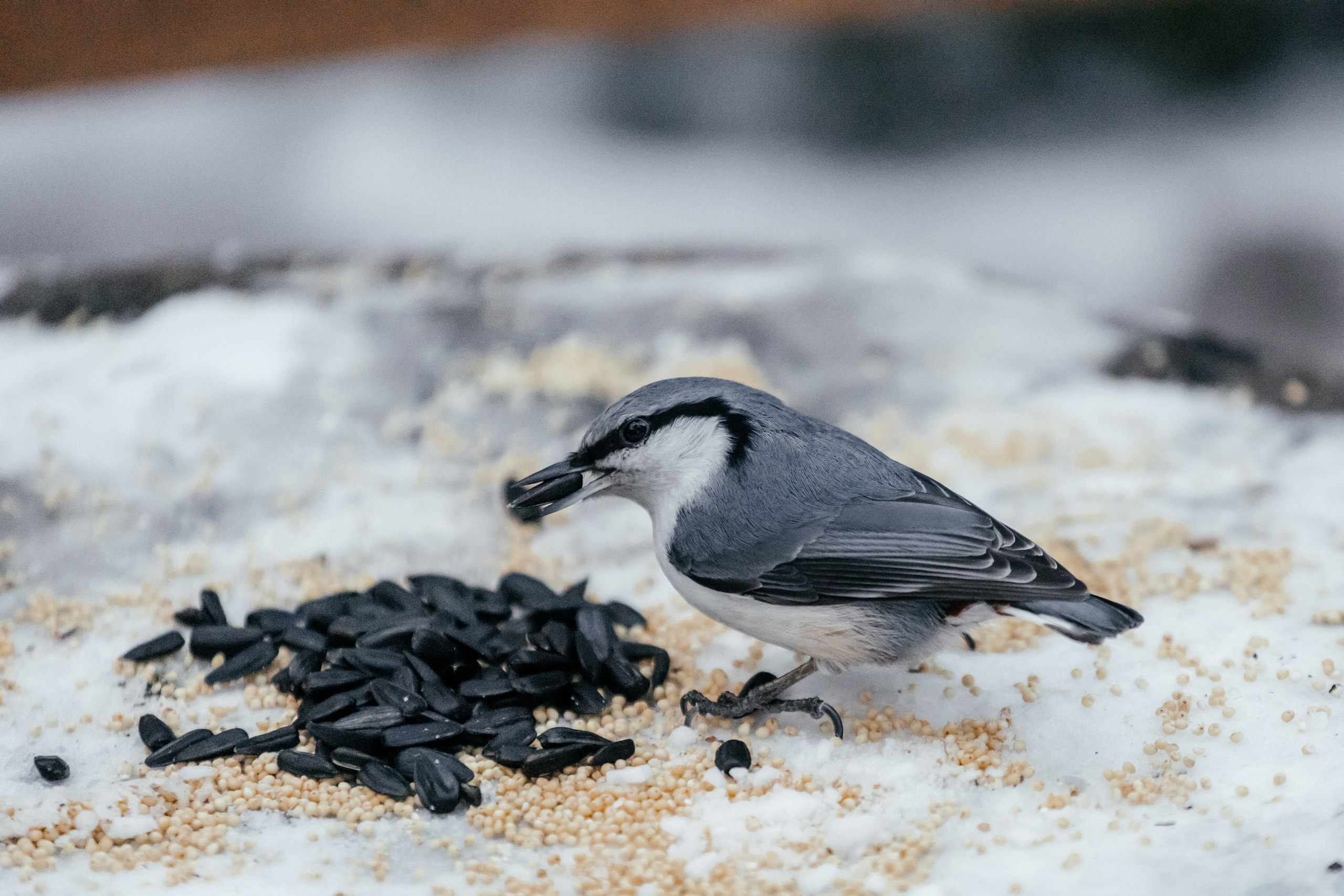 Меньшие братья. Фотограф в Красноярске Оксана Корчагина