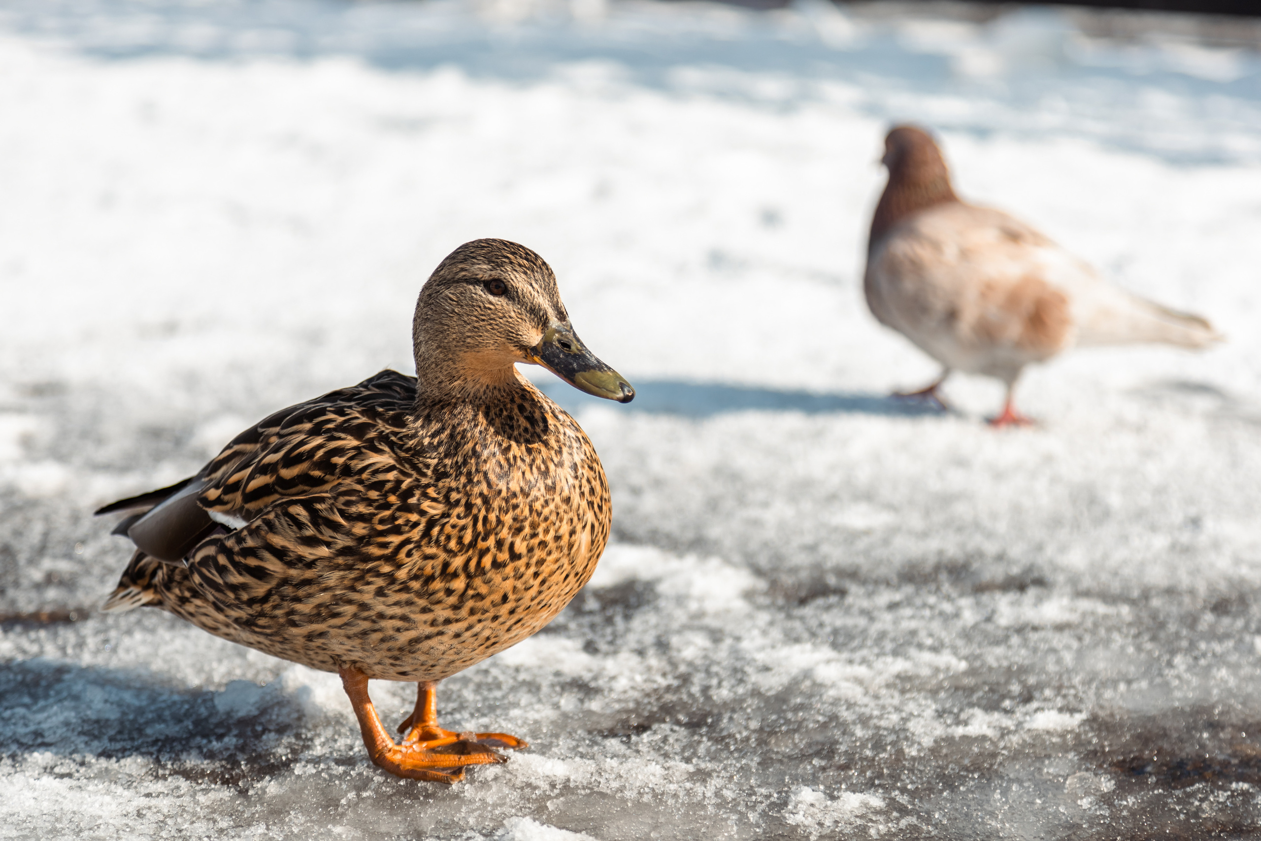 Меньшие братья. Фотограф в Красноярске Оксана Корчагина