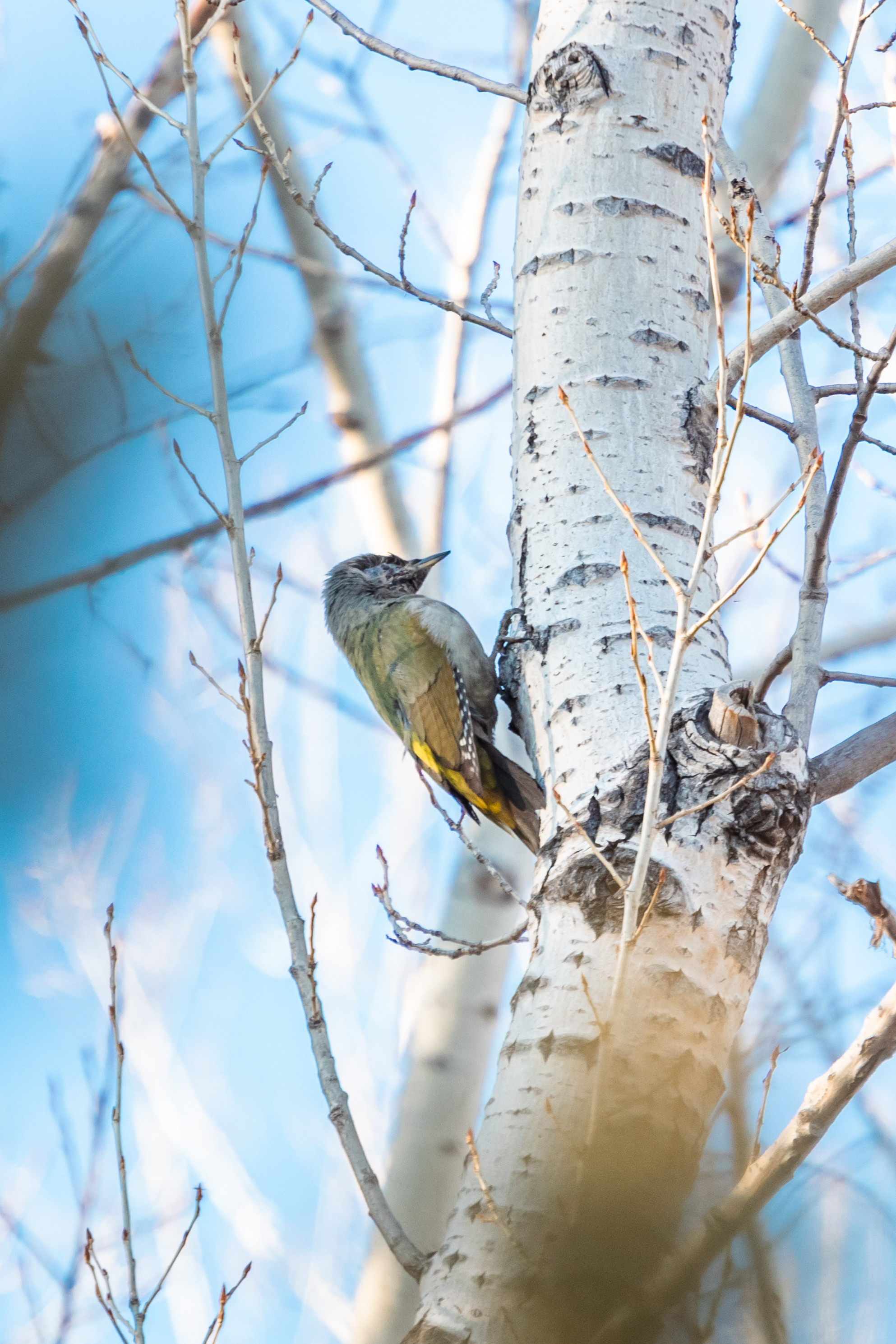 Меньшие братья. Фотограф в Красноярске Оксана Корчагина