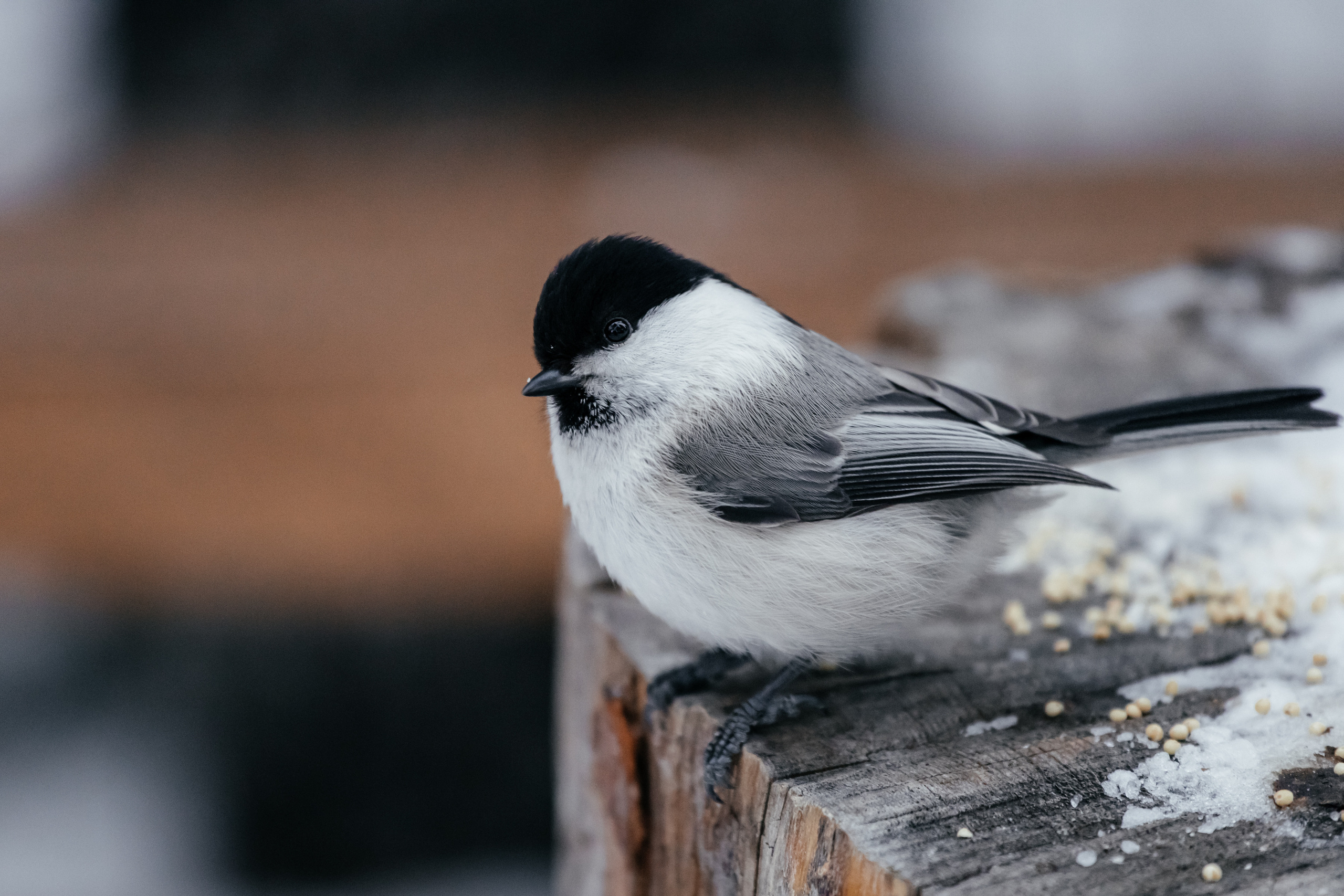 Меньшие братья. Фотограф в Красноярске Оксана Корчагина