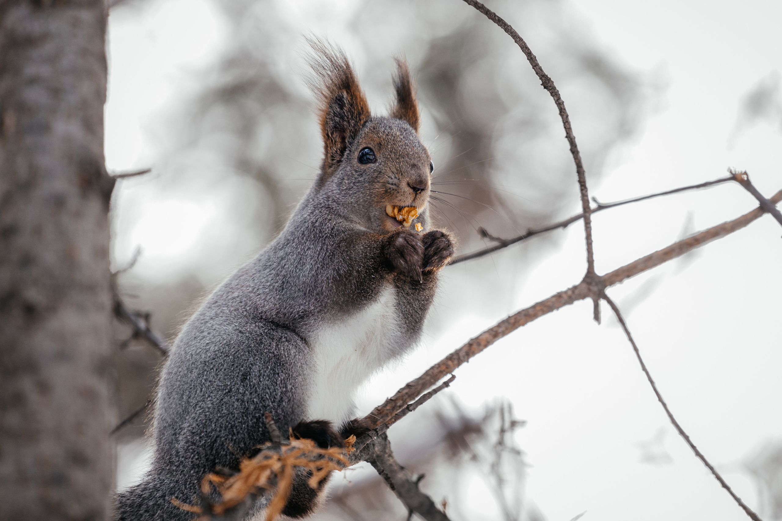 Меньшие братья. Фотограф в Красноярске Оксана Корчагина