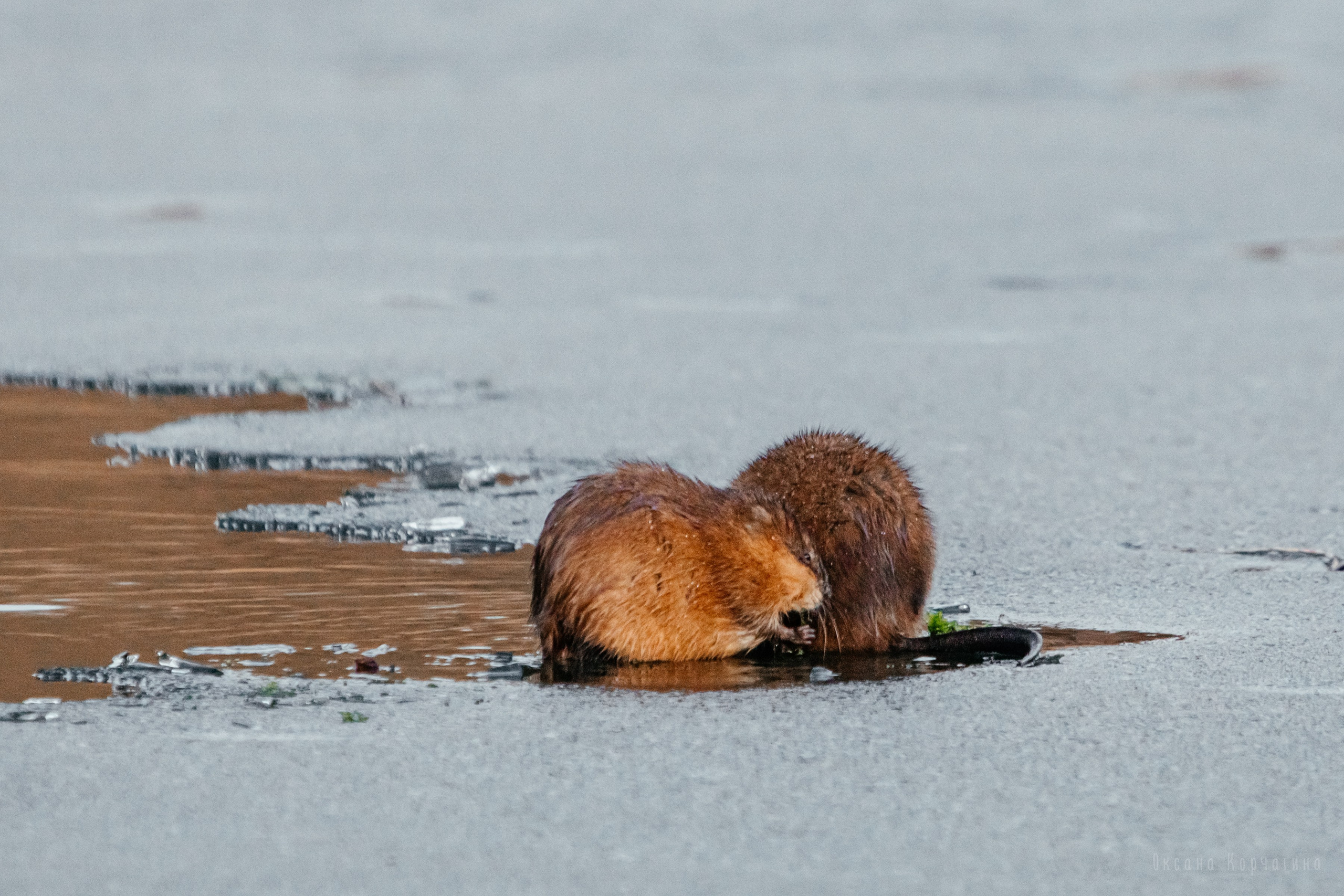Ондатры. Фотограф в Красноярске Оксана Корчагина