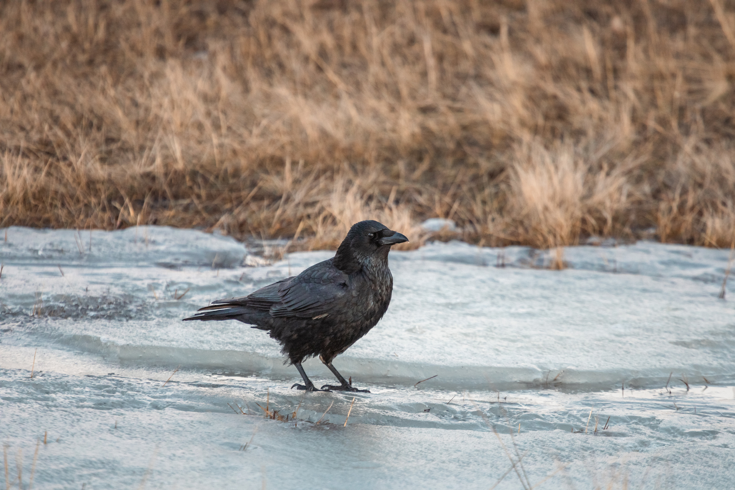 Меньшие братья. Фотограф в Красноярске Оксана Корчагина