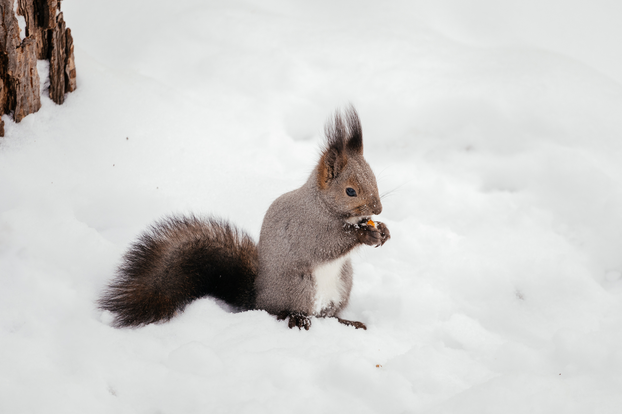 Меньшие братья. Фотограф в Красноярске Оксана Корчагина