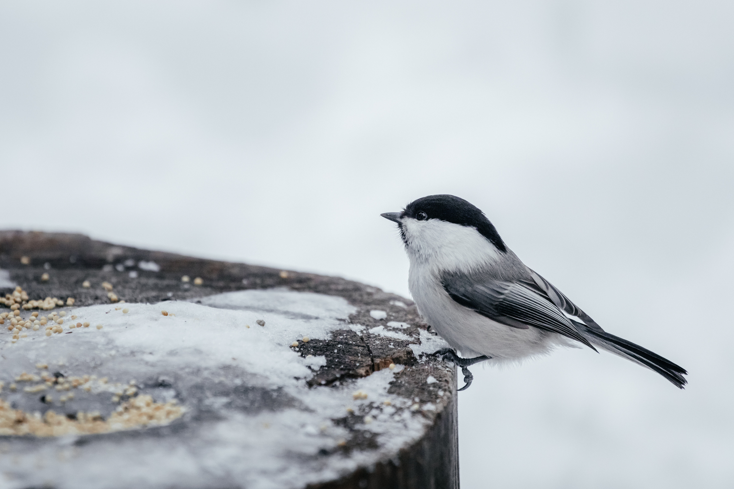 Меньшие братья. Фотограф в Красноярске Оксана Корчагина