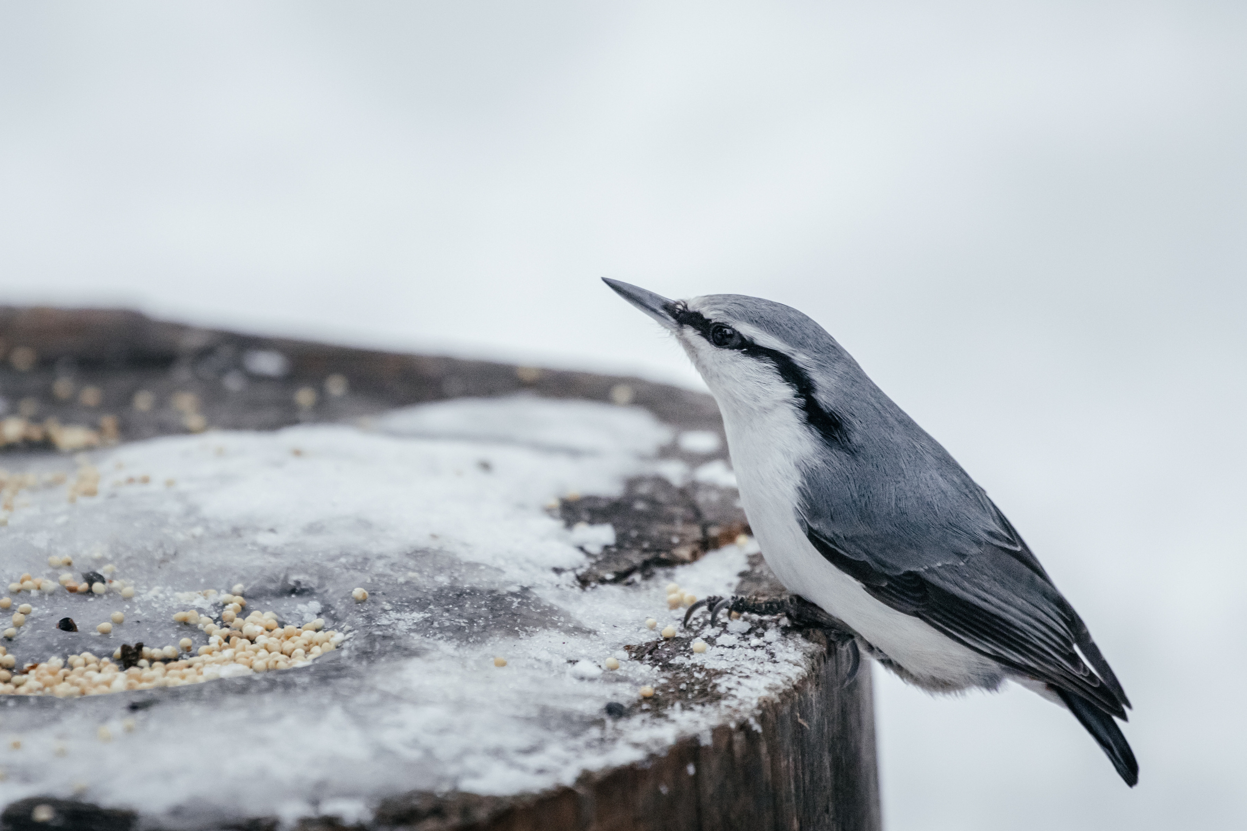 Меньшие братья. Фотограф в Красноярске Оксана Корчагина
