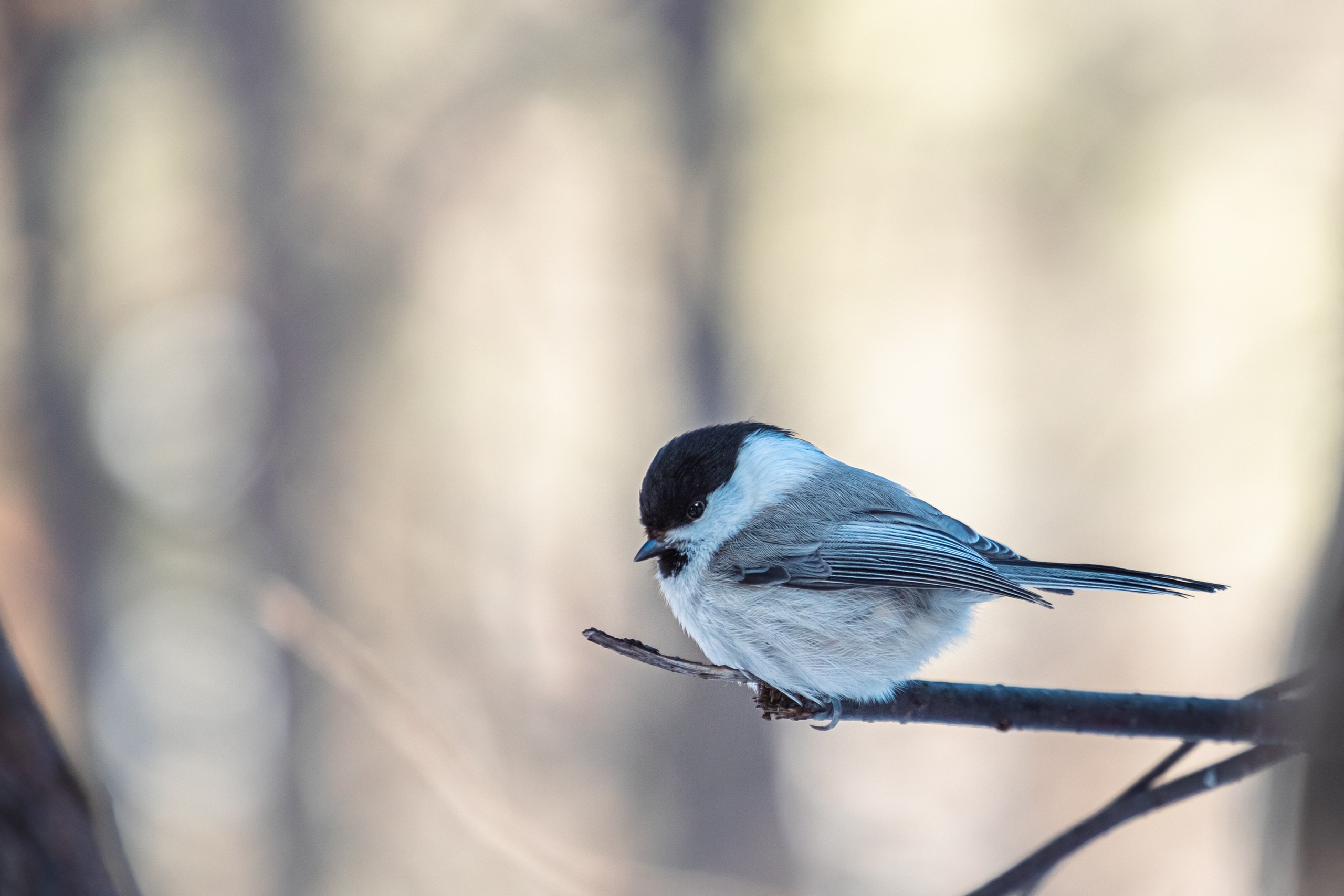 Меньшие братья. Фотограф в Красноярске Оксана Корчагина