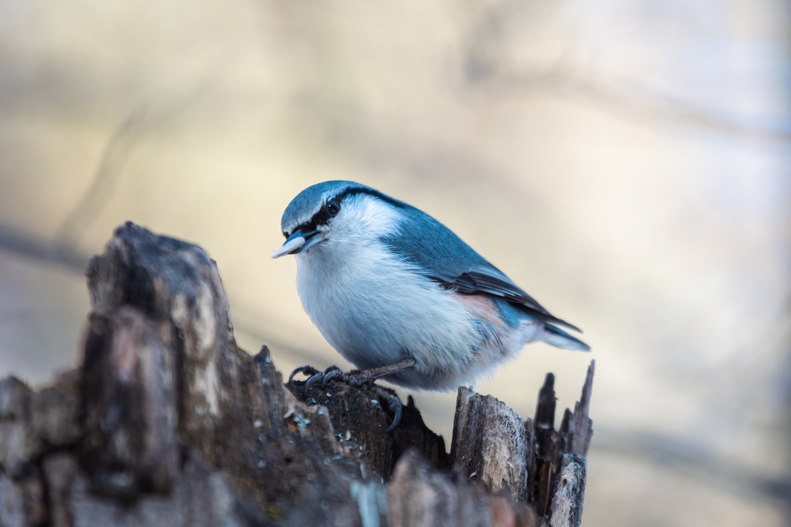 Меньшие братья. Фотограф в Красноярске Оксана Корчагина