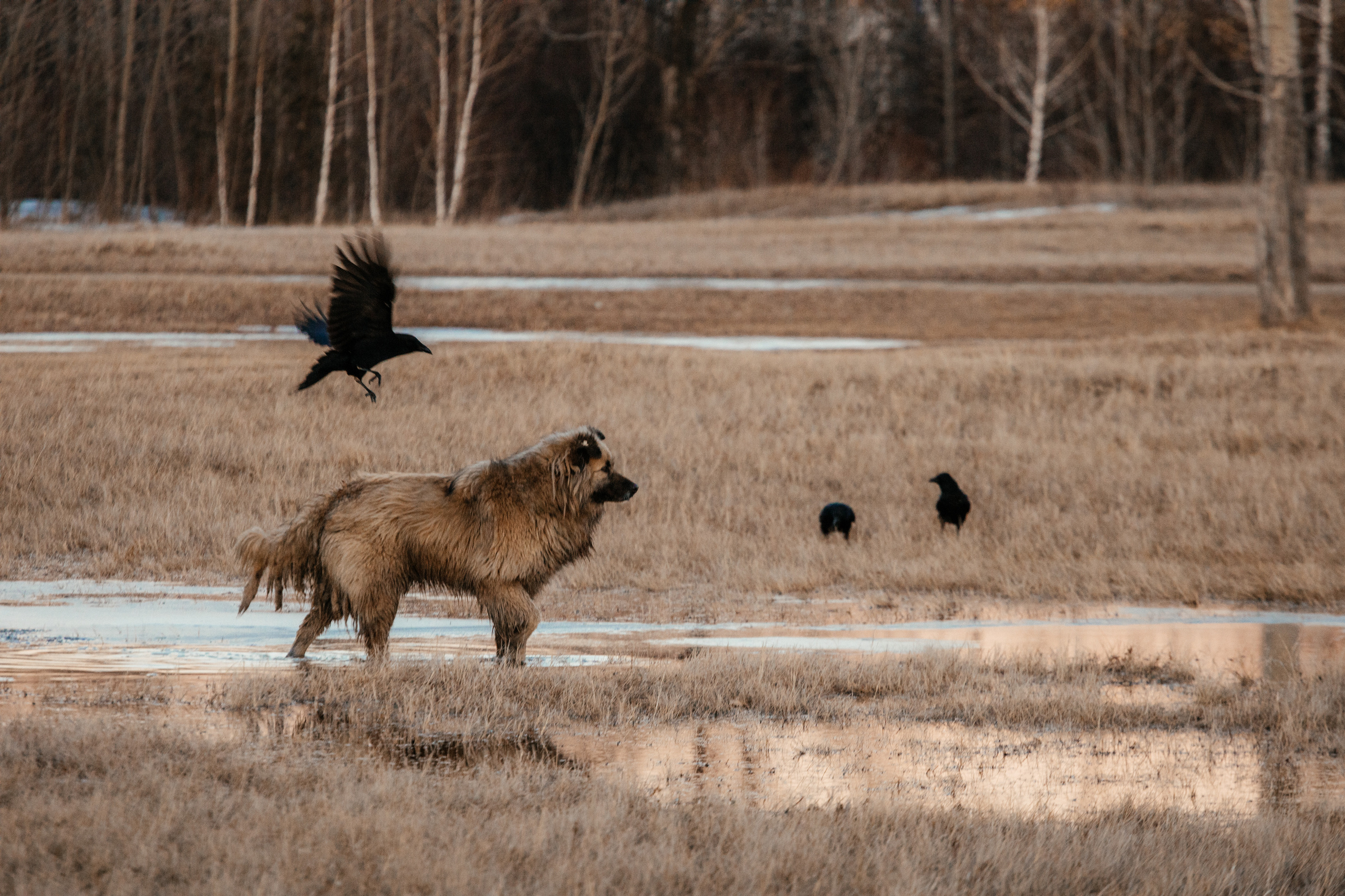 Меньшие братья. Фотограф в Красноярске Оксана Корчагина