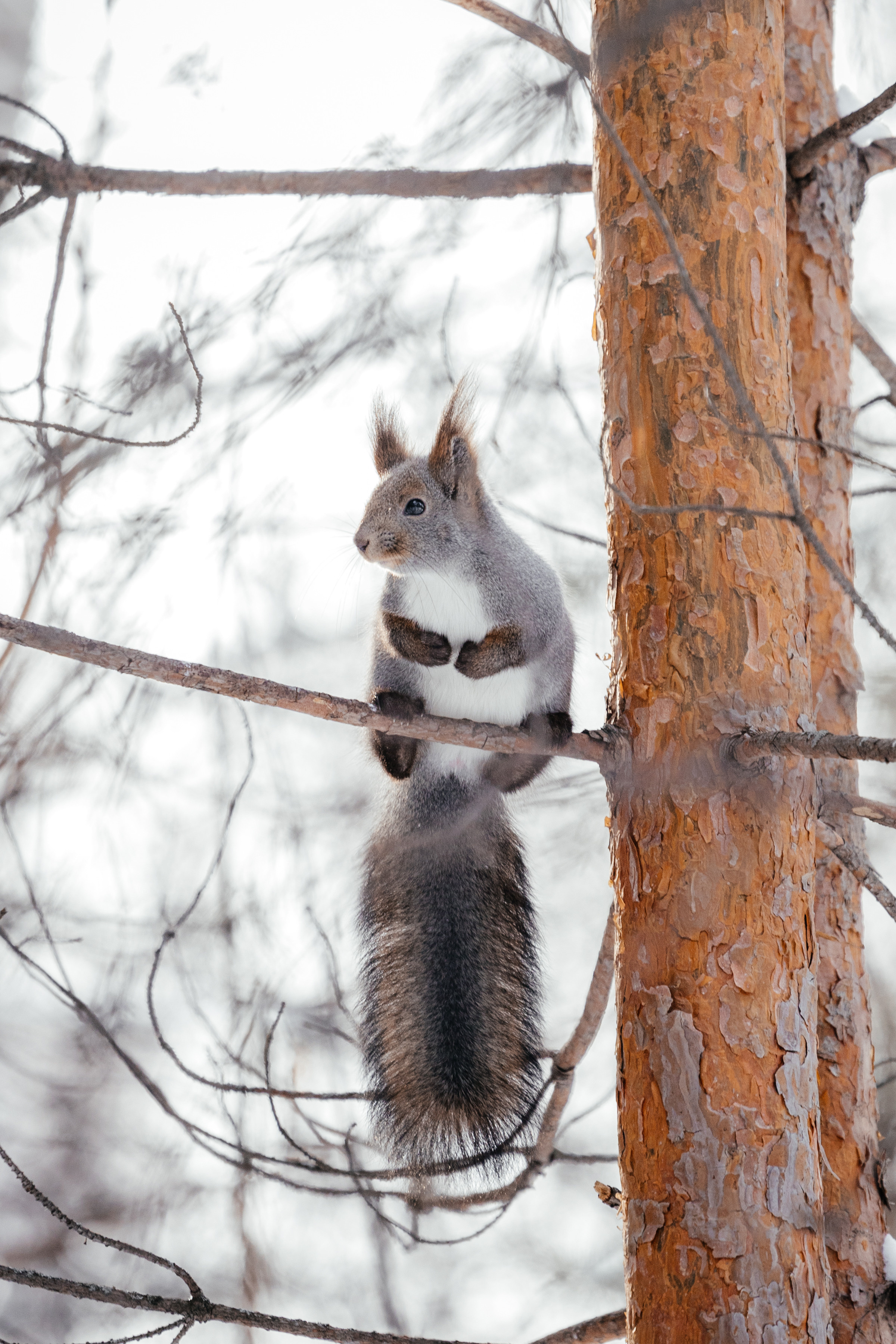 Меньшие братья. Фотограф в Красноярске Оксана Корчагина