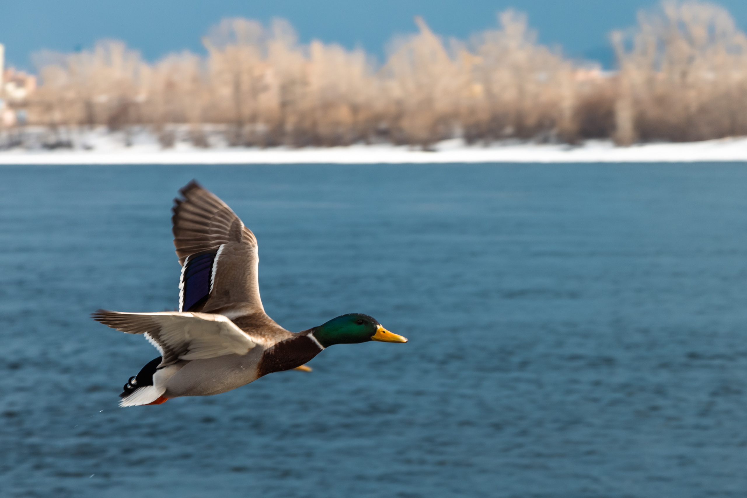 Меньшие братья. Фотограф в Красноярске Оксана Корчагина