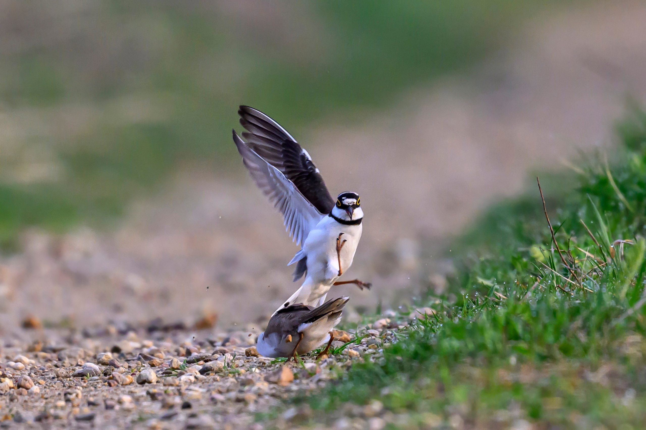 Малый зуек. Wildlife photography by Sergey Puponin