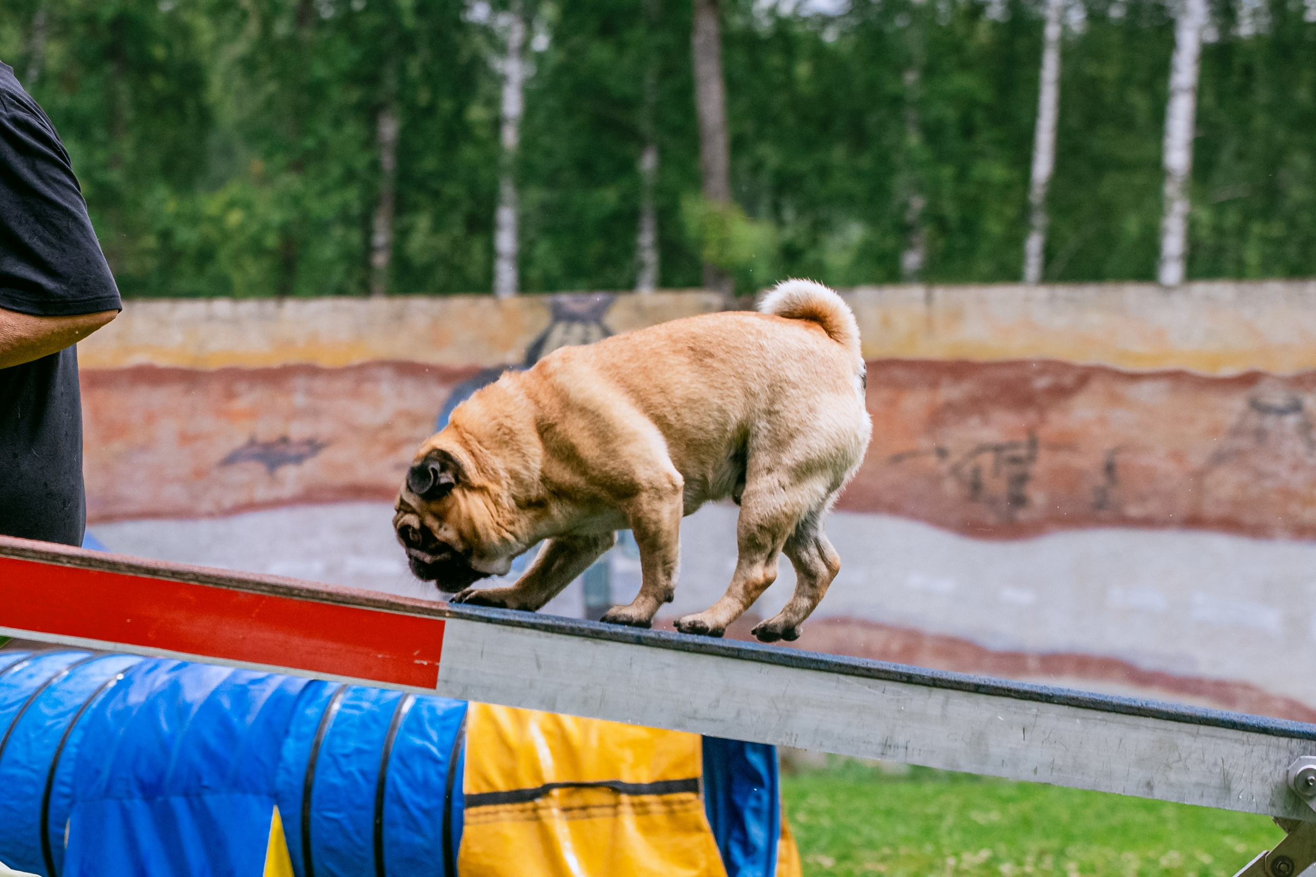 Соревнования по аджилити Долгопрудный 30.06.2025. Фотограф-анималист Татьяна Степанова