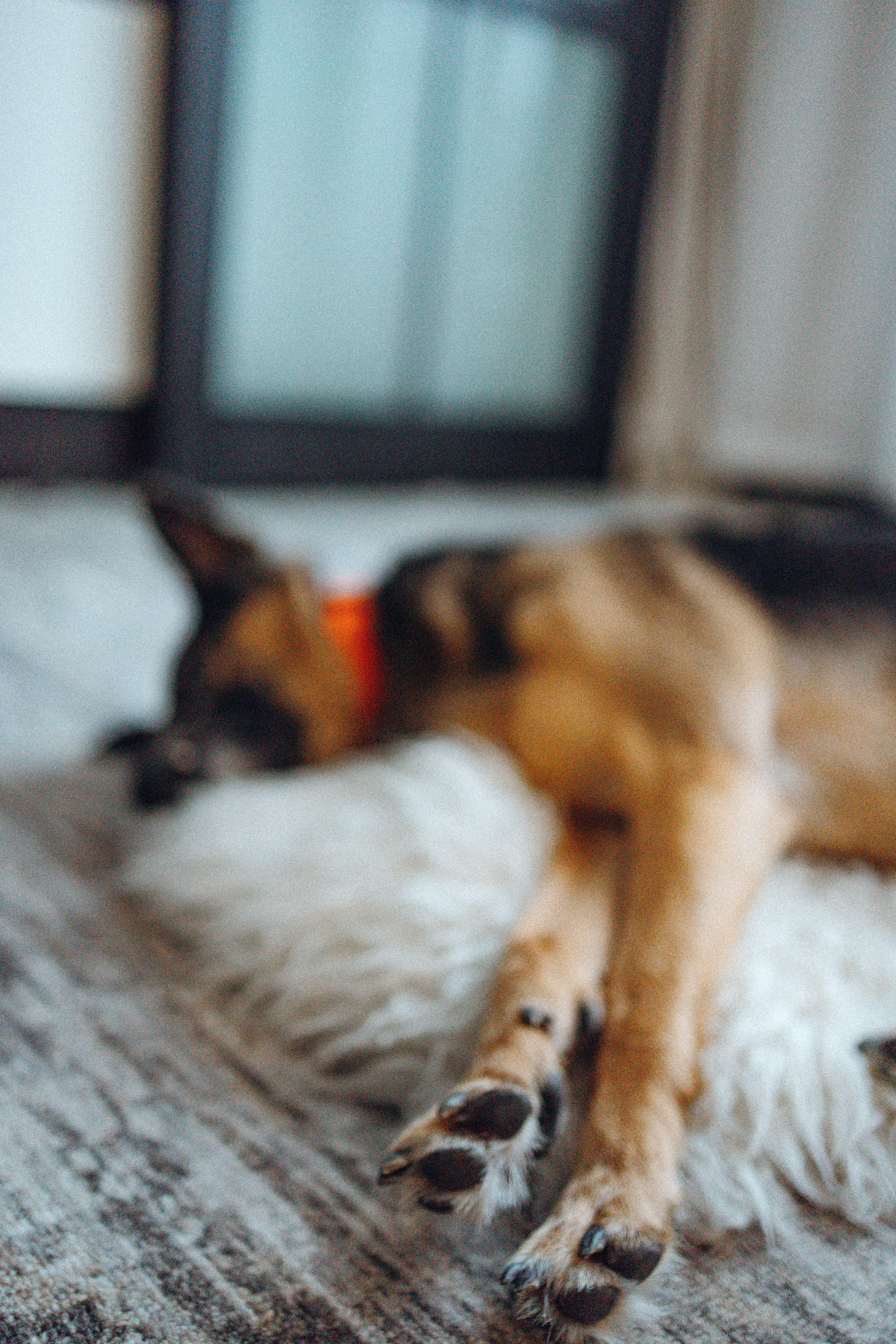 Ника, Матиша и Герда. Фотограф-анималист в Москве Лера Черноног