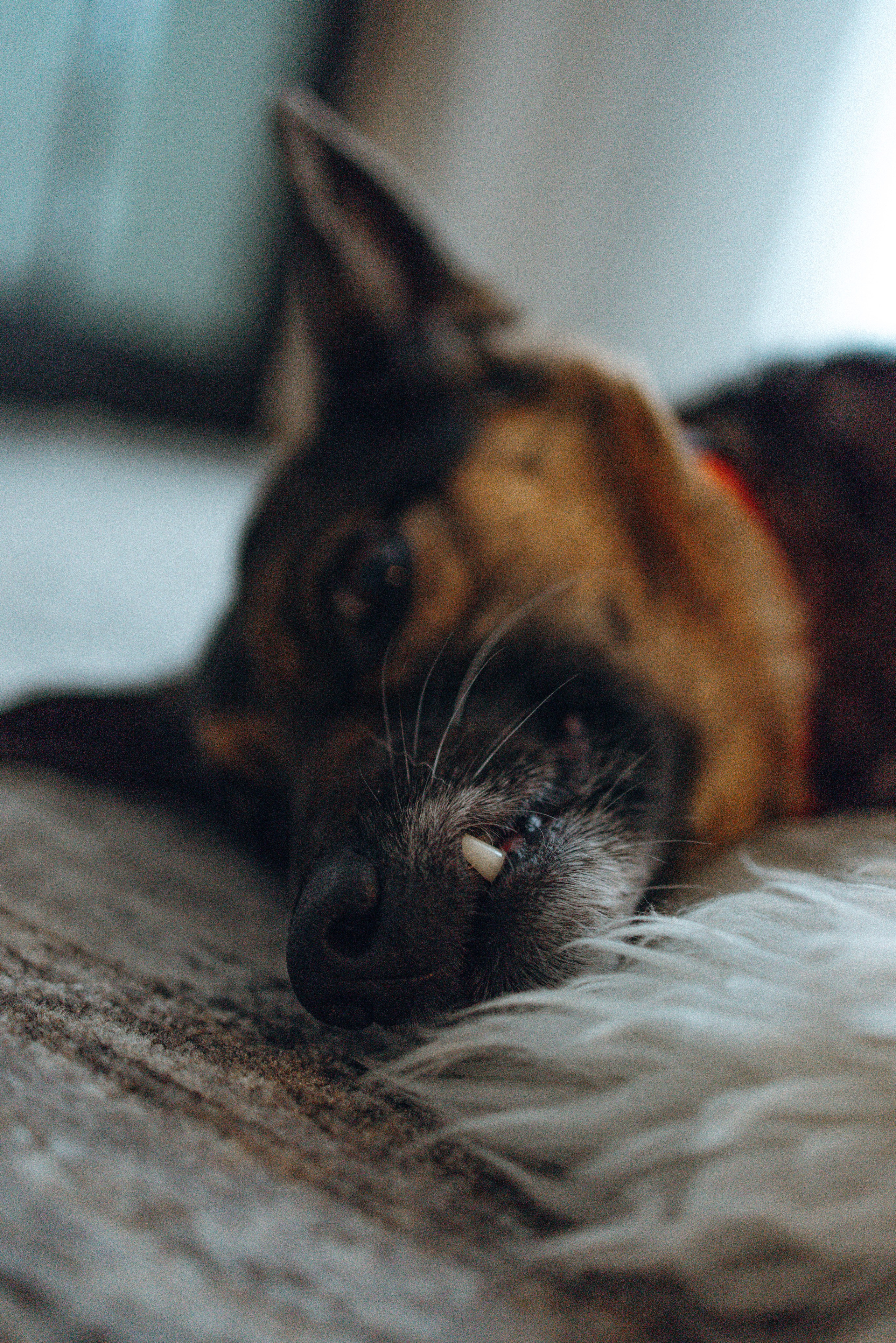 Ника, Матиша и Герда. Фотограф-анималист в Москве Лера Черноног