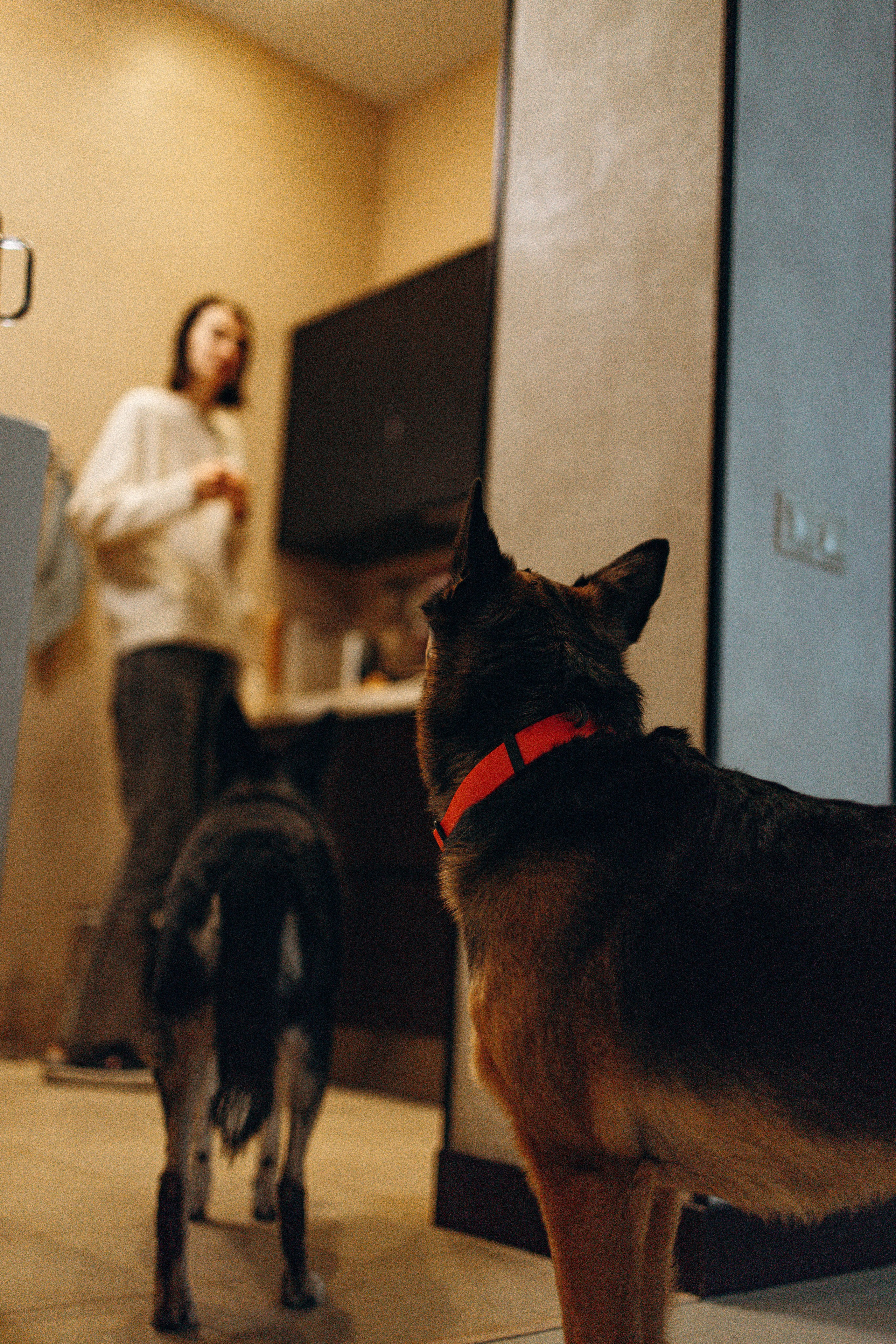 Ника, Матиша и Герда. Фотограф-анималист в Москве Лера Черноног