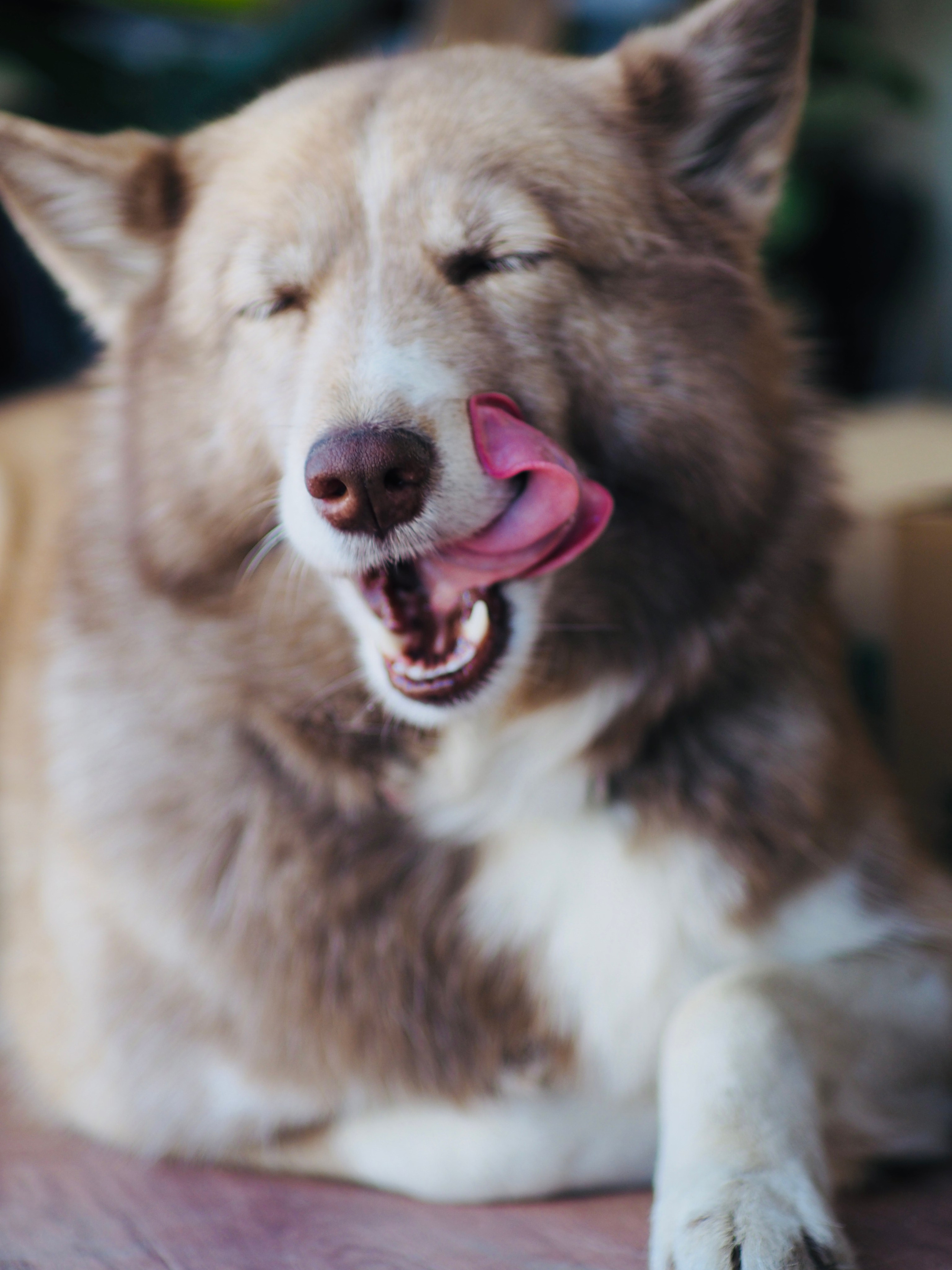 Природа/Животные