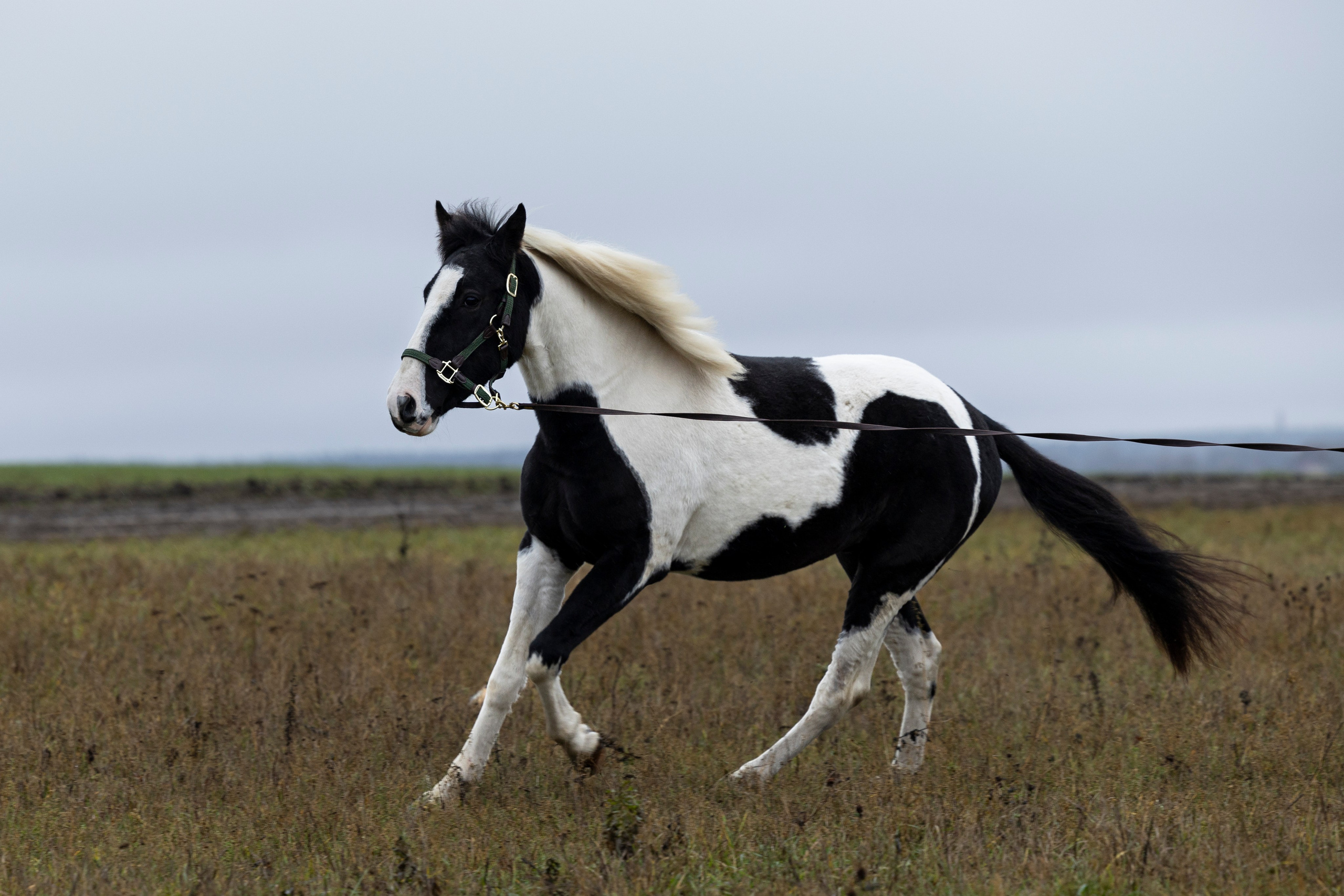 Дракарис и Кейси. Фотограф-анималист Анна Маринич