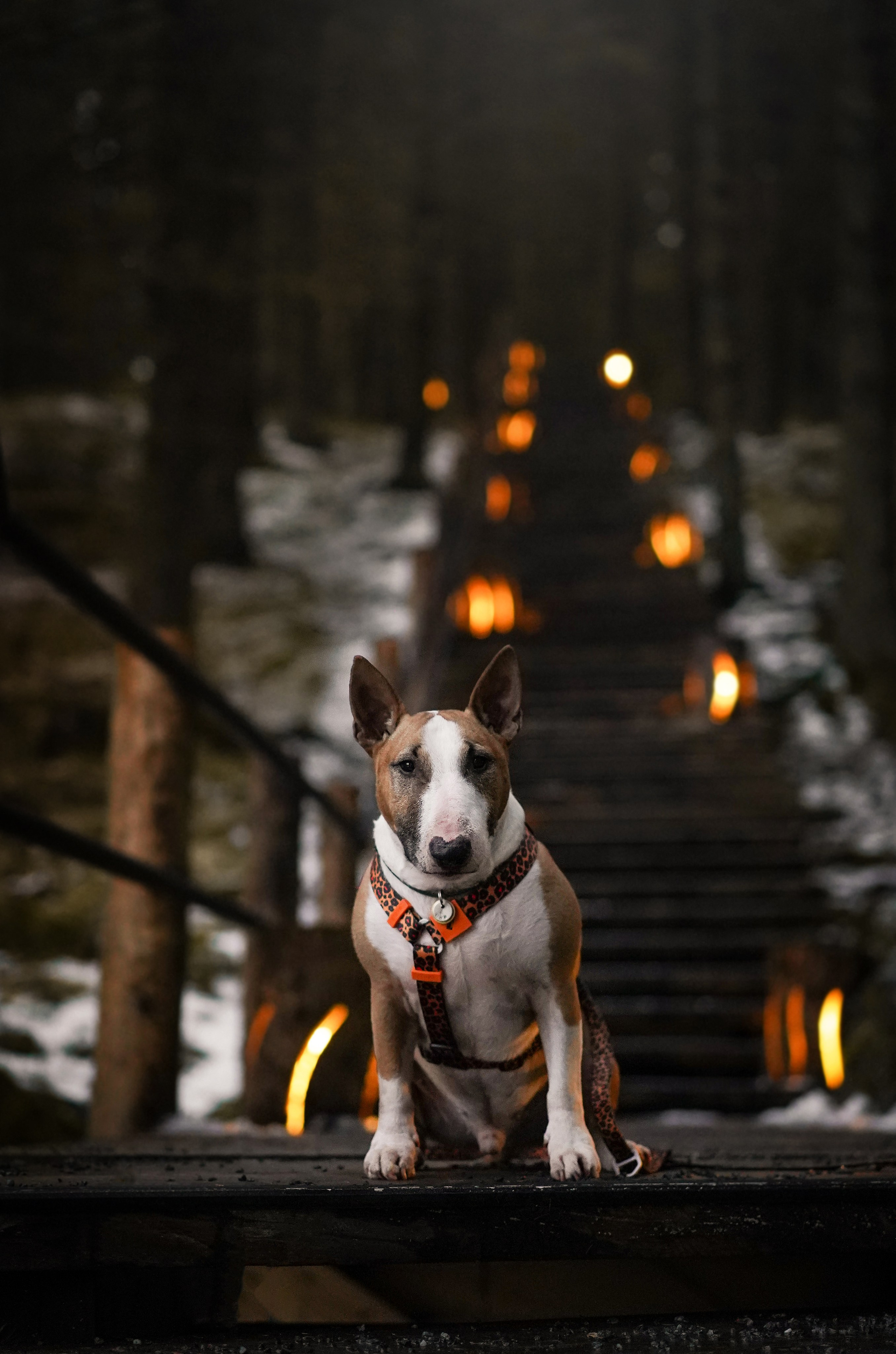 Юни на горе Паасо. Фотограф-анималист в Санкт-Петербурге Яна Мартынова