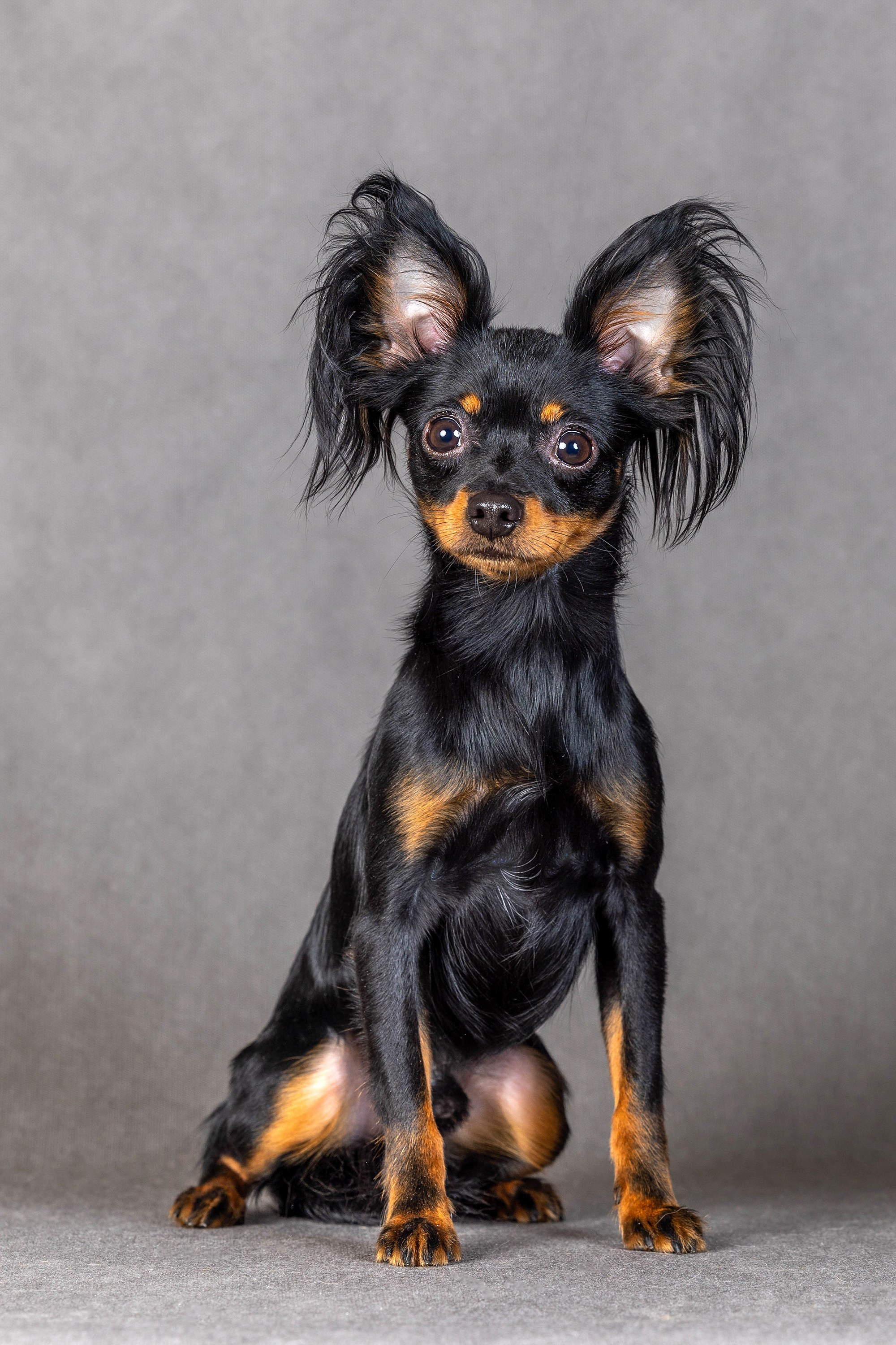 Фоны чёрный, белый, серый. Фотограф-анималист в Омске Екатерина Маричева