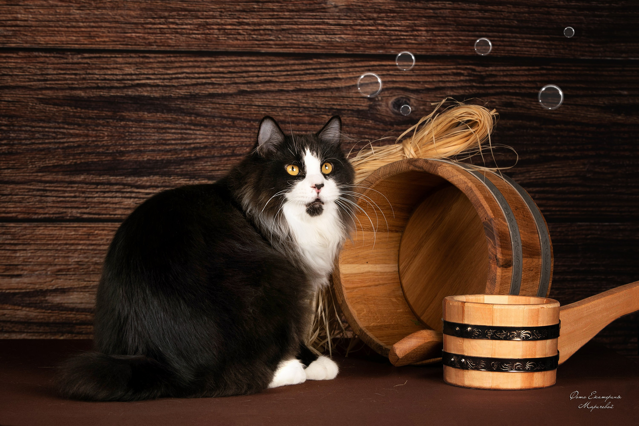 Стендовая съёмка на выставках кошек. Фотограф-анималист в Омске Екатерина Маричева