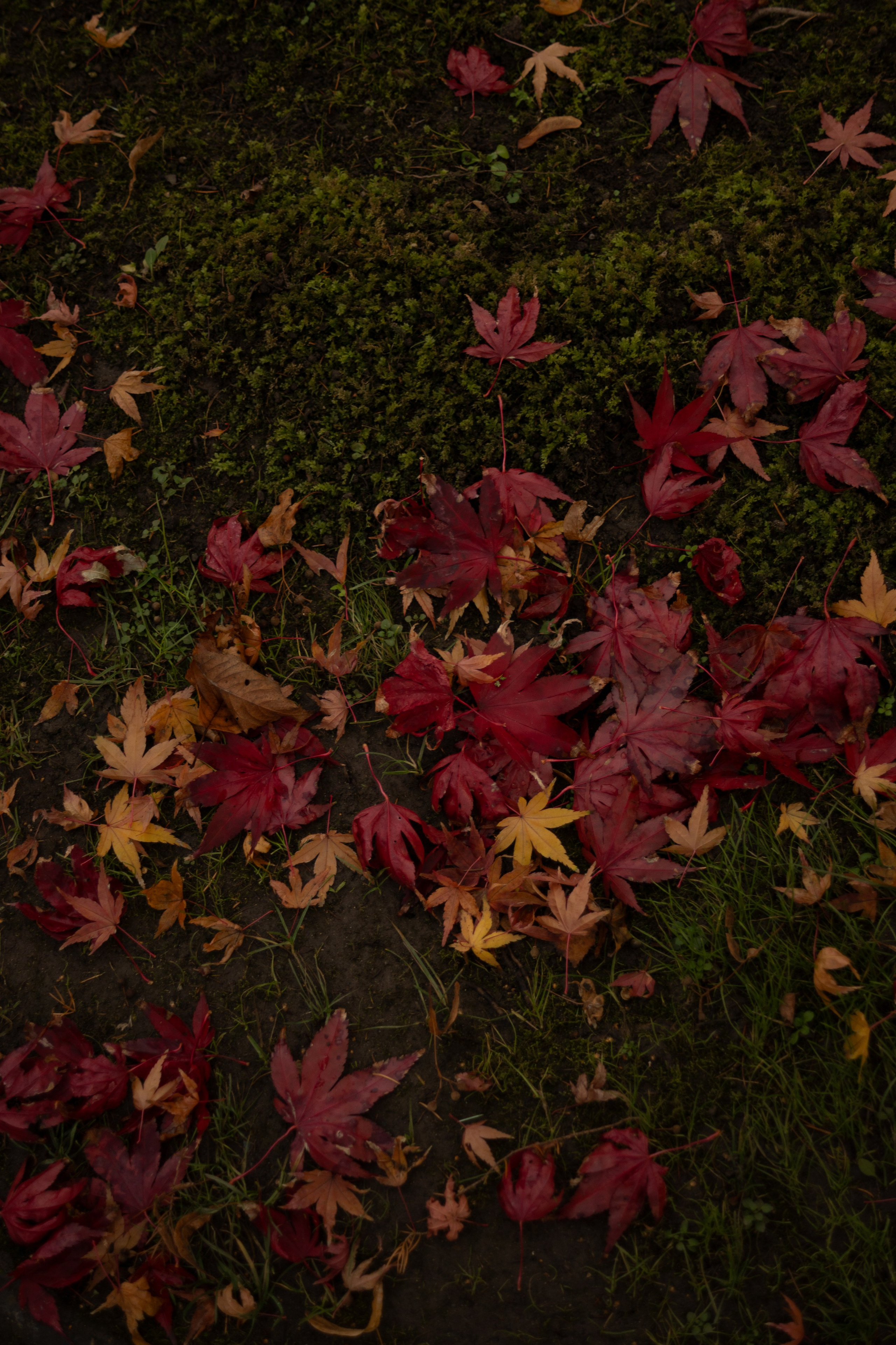 Tea exhibition, Prague. Magic photos