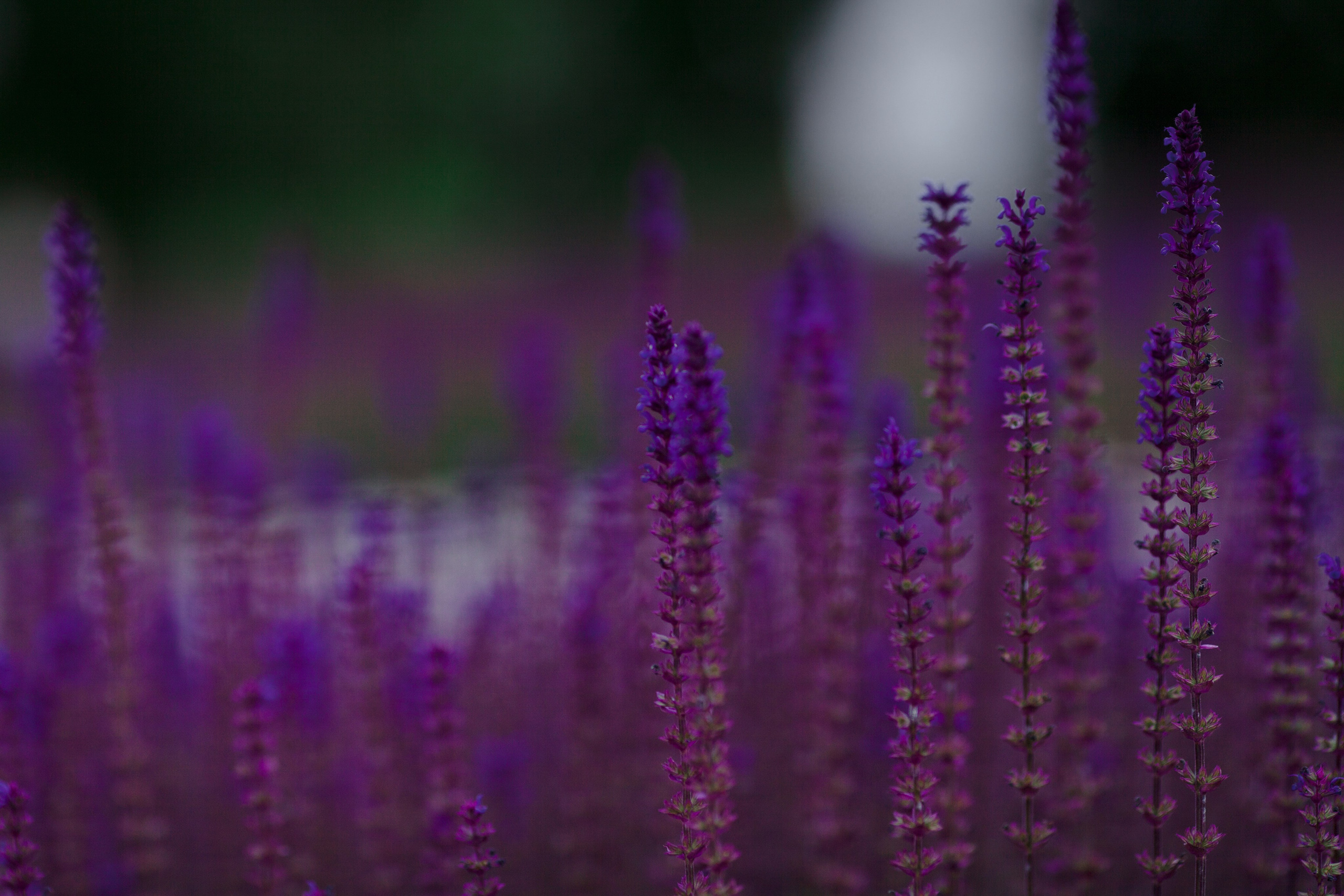 Иван и Виктория. Свадебный и семейный фотограф в Краснодаре