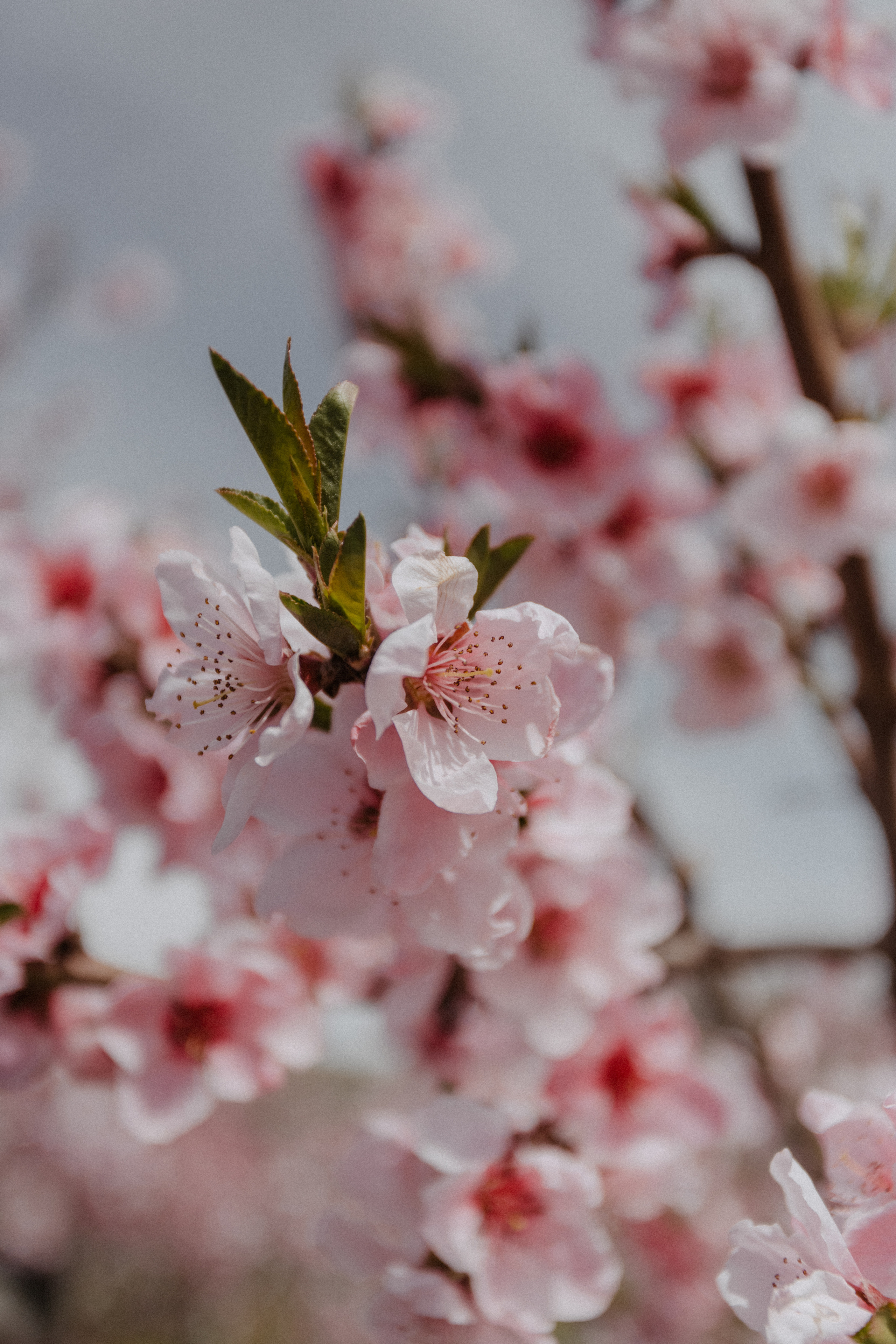 G & O. Свадебный фотограф Анастасия Пальчикова