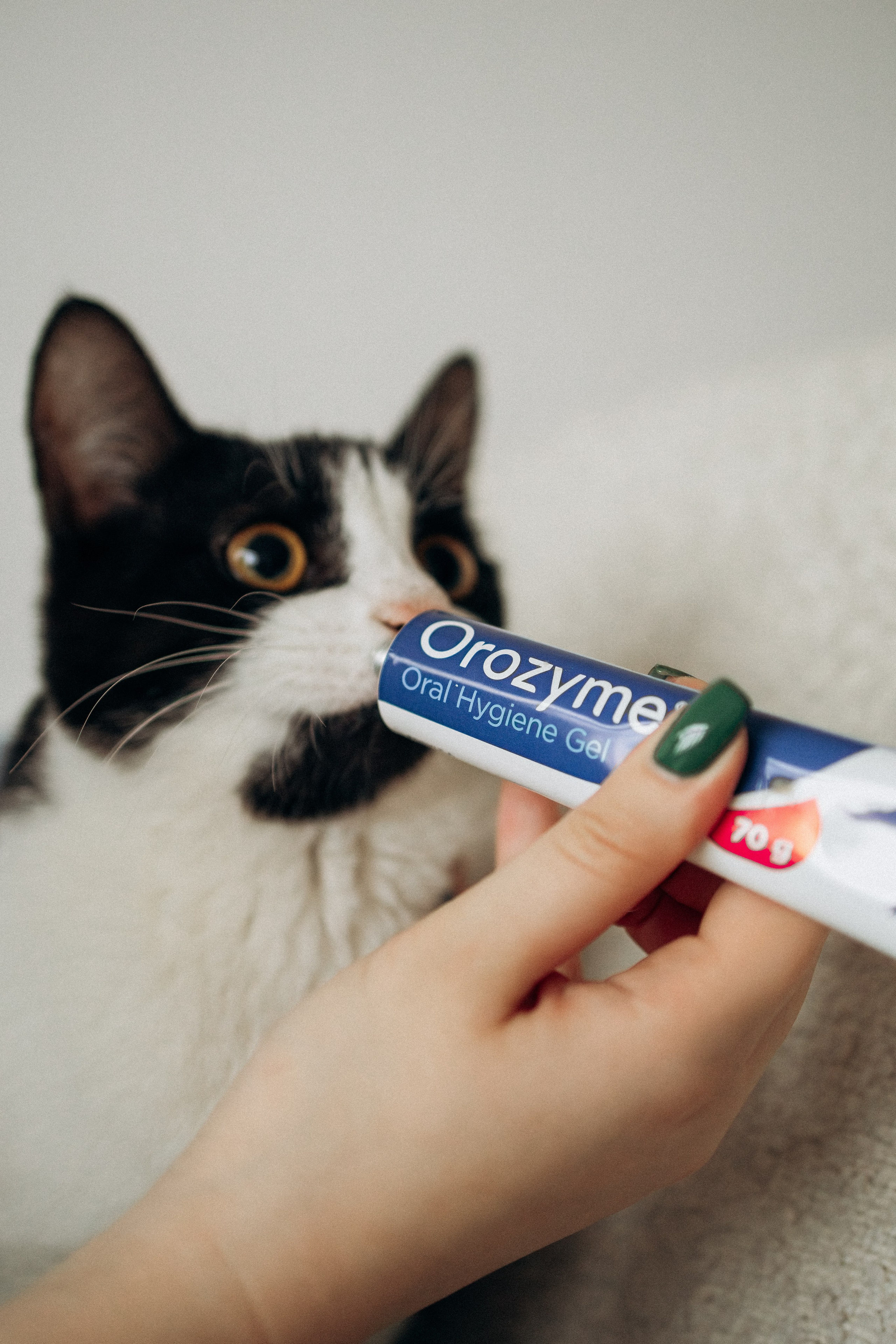 Orozyme&Emmiepet. Фотораф — анималист Мария Шистка