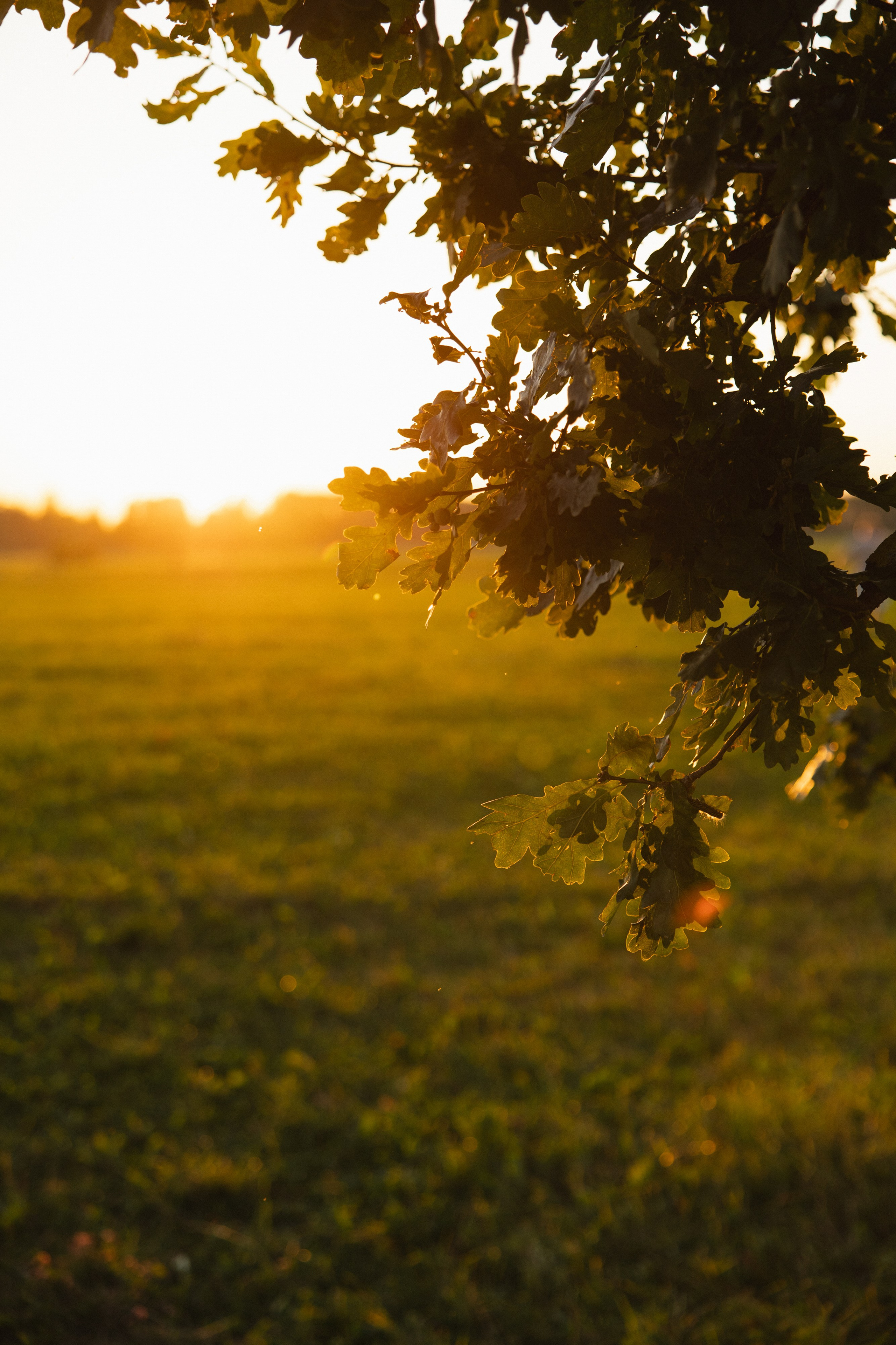 Лавстори на закате. Свадебный и репортажный фотограф в Санкт-Петербурге | Михаил Песиков