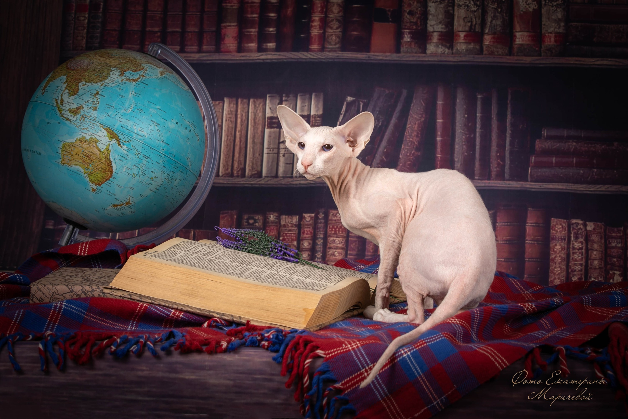 Тематические фоны с рисунком. Фотограф-анималист в Омске Екатерина Маричева