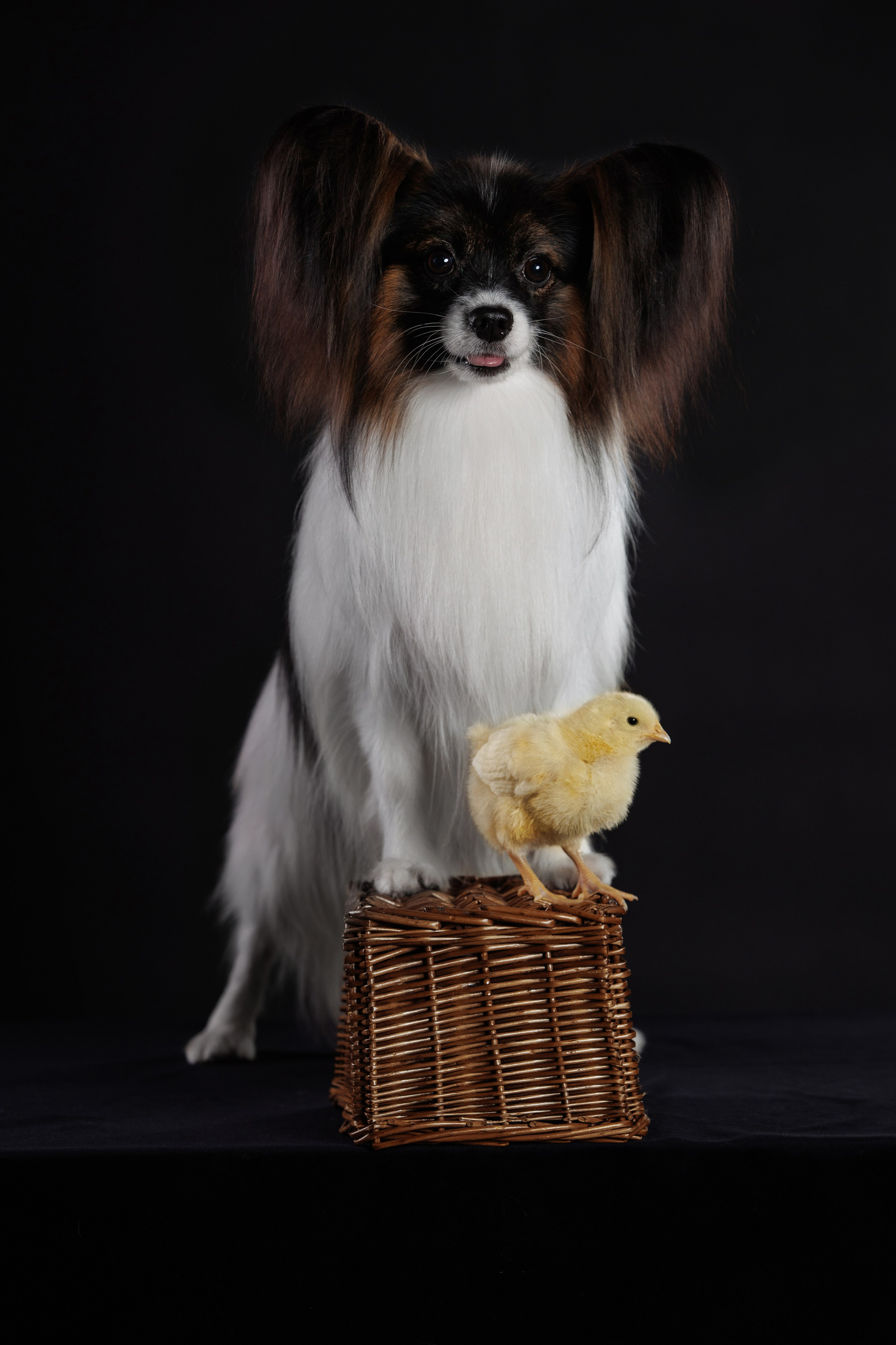 С цыпами. О нас