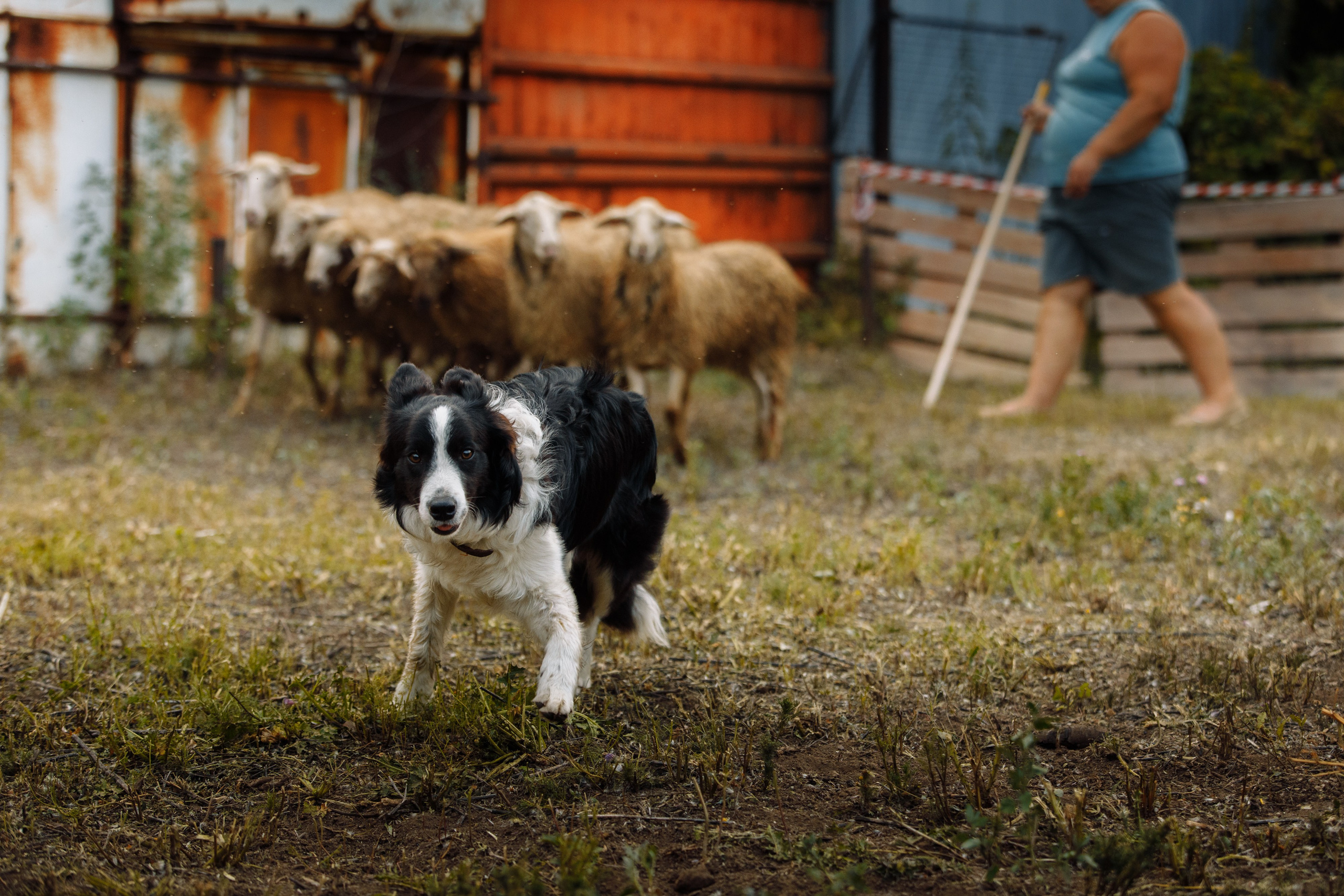Овечий день. О нас