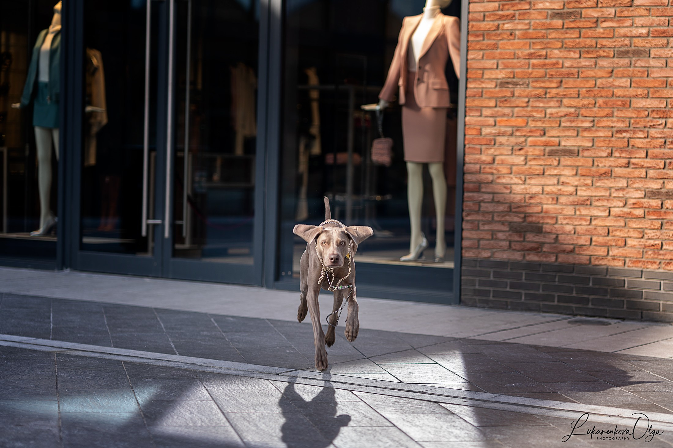 Веймарайнер. Фотограф анималист Ольга Луканенкова в Москве