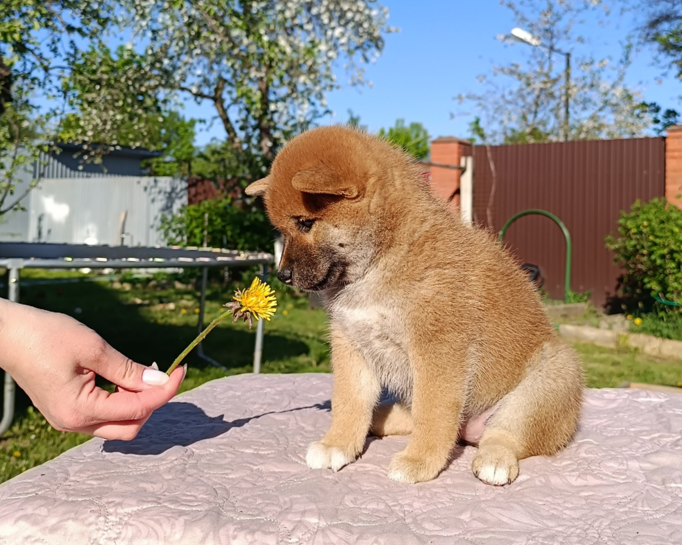 сиба питомник Рубилайт щенки на продажу rubylight  сиба щенки купить СПб Санкт-Петербург