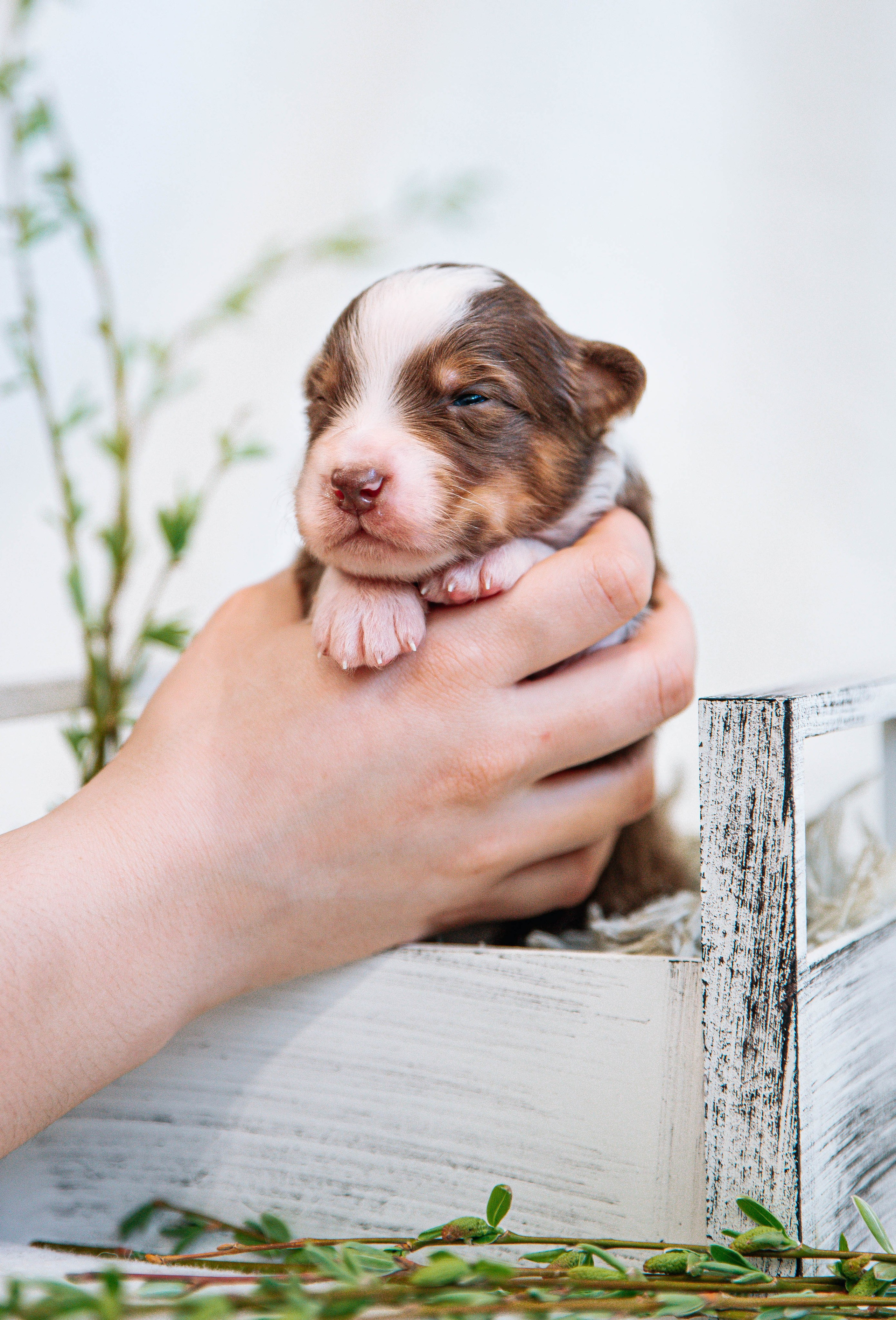 Аусси щенки нью борн. Главная