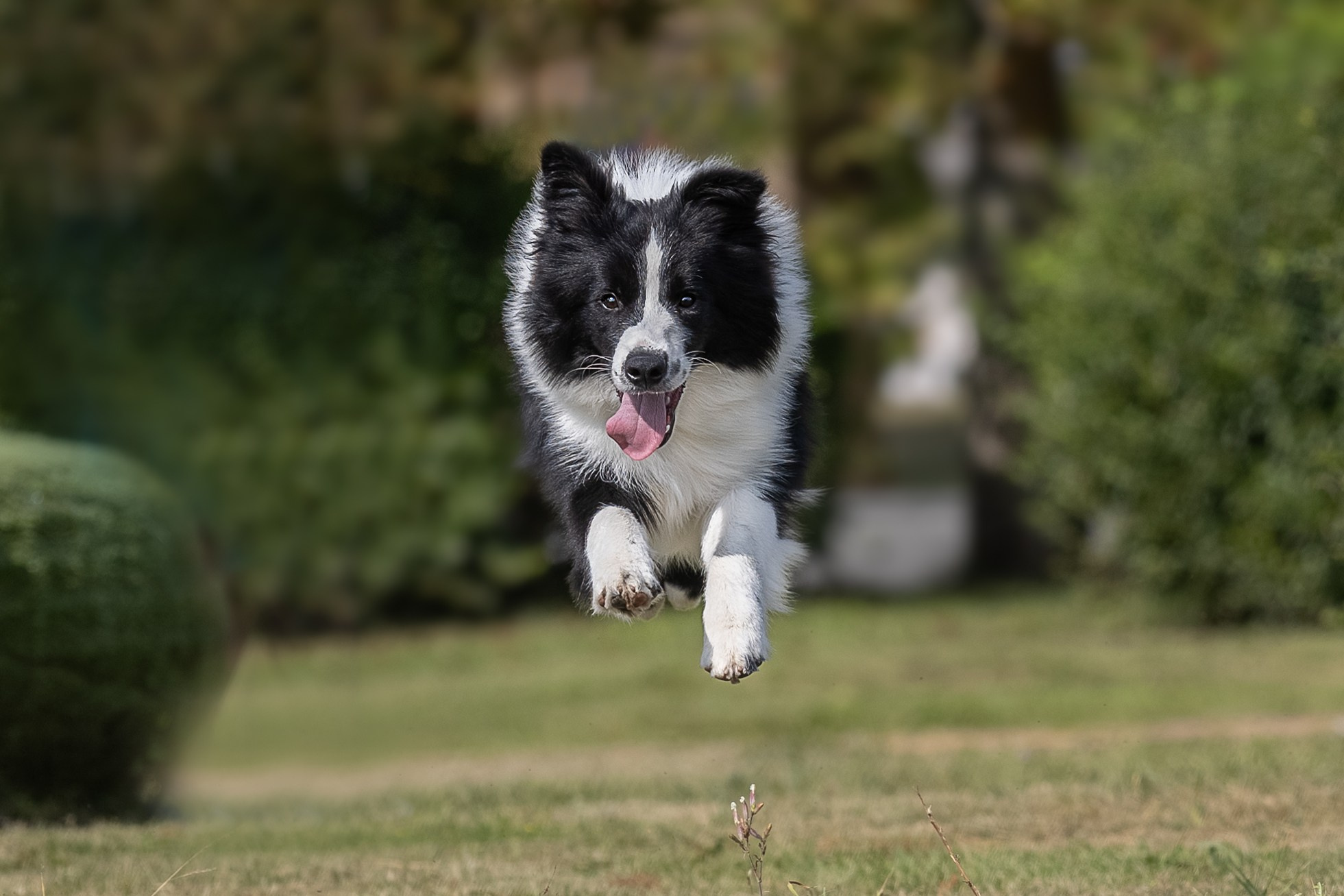 Фотосессия Перса и Дизеля. Купить щенка Вельш-корги-кардиган в семейном питомнике — Ice Fantasy