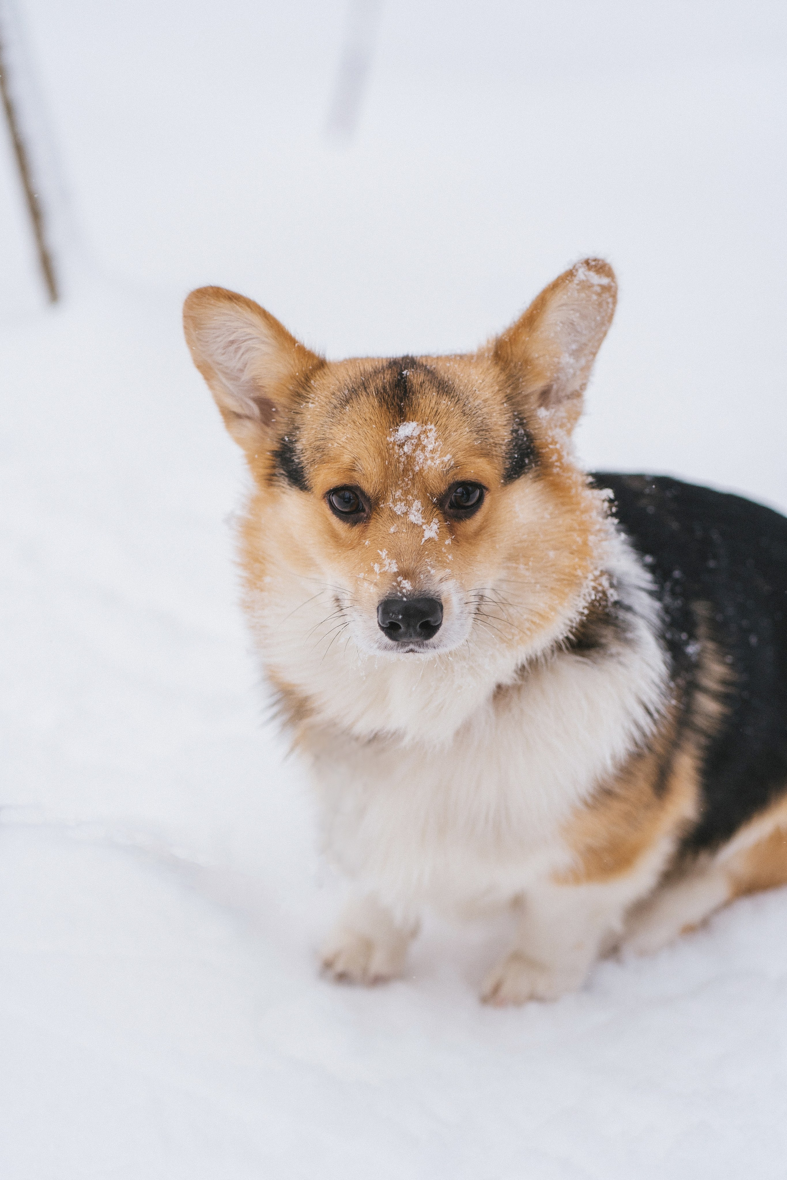 Каспер и Полина. Свадебный фотограф в Москве Анна Полушина