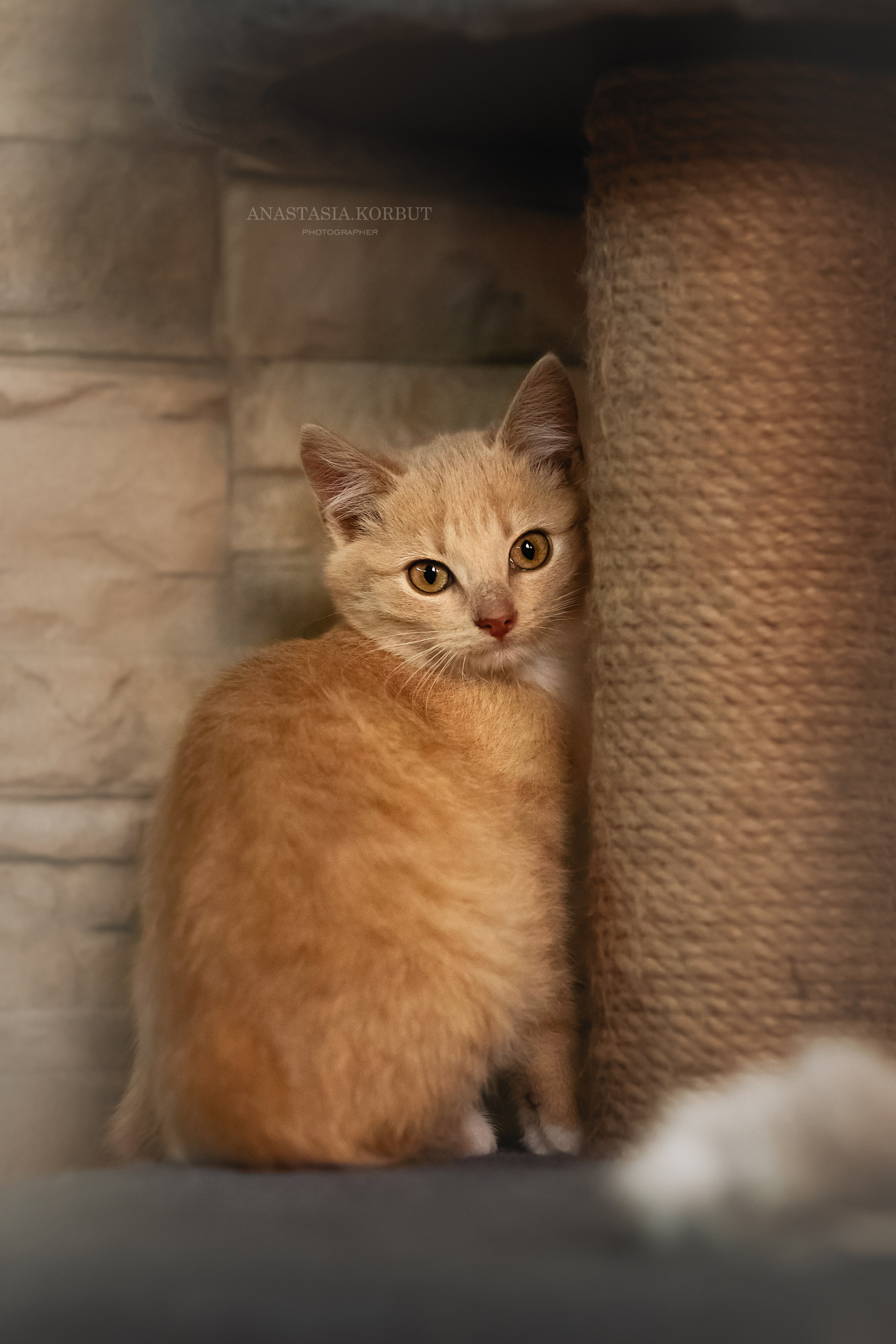 Котята в добрые руки. Арт фотограф в Минске Анастасия Корбут