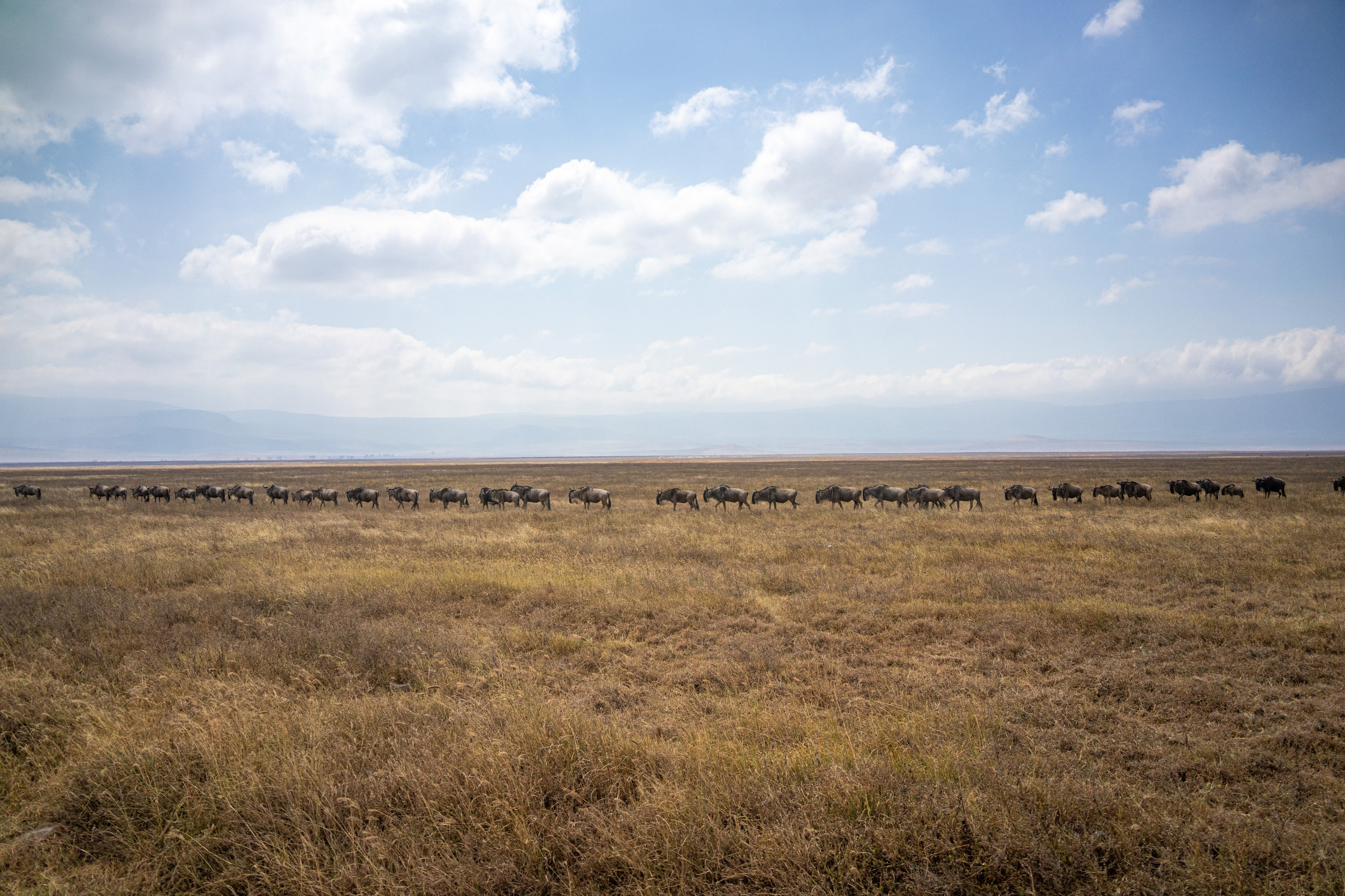 Танзания, сафари, 2025. Творческие сьемки