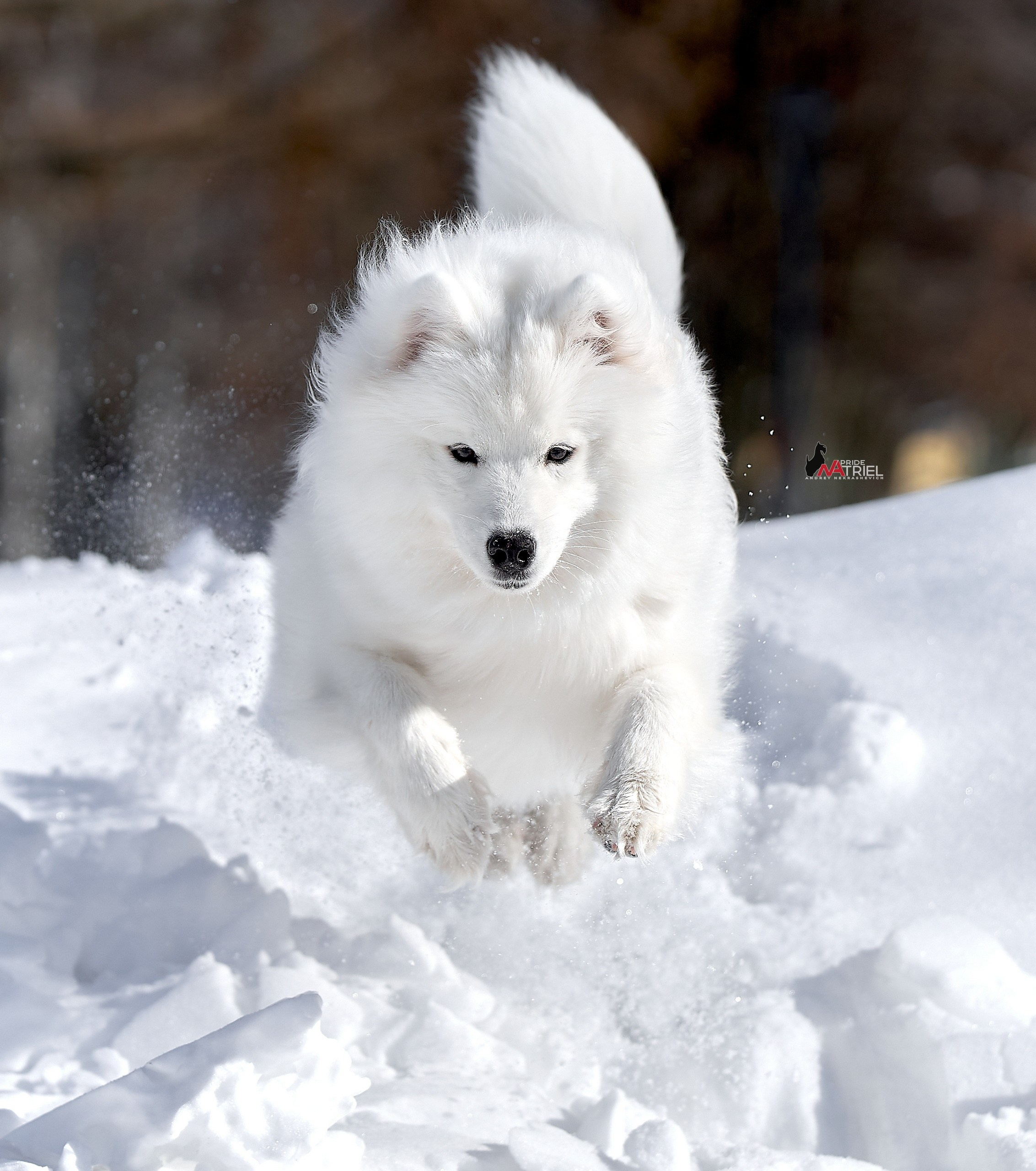 Прогулка в движении — галерея NATRIEL