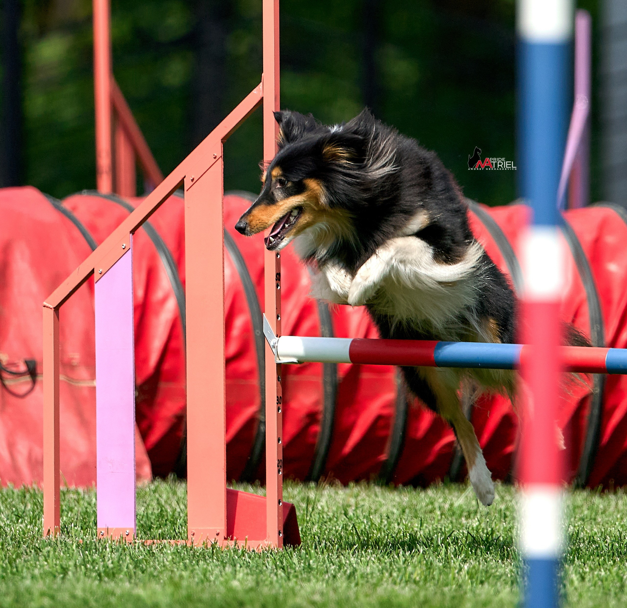 Аджилити — галерея NATRIEL