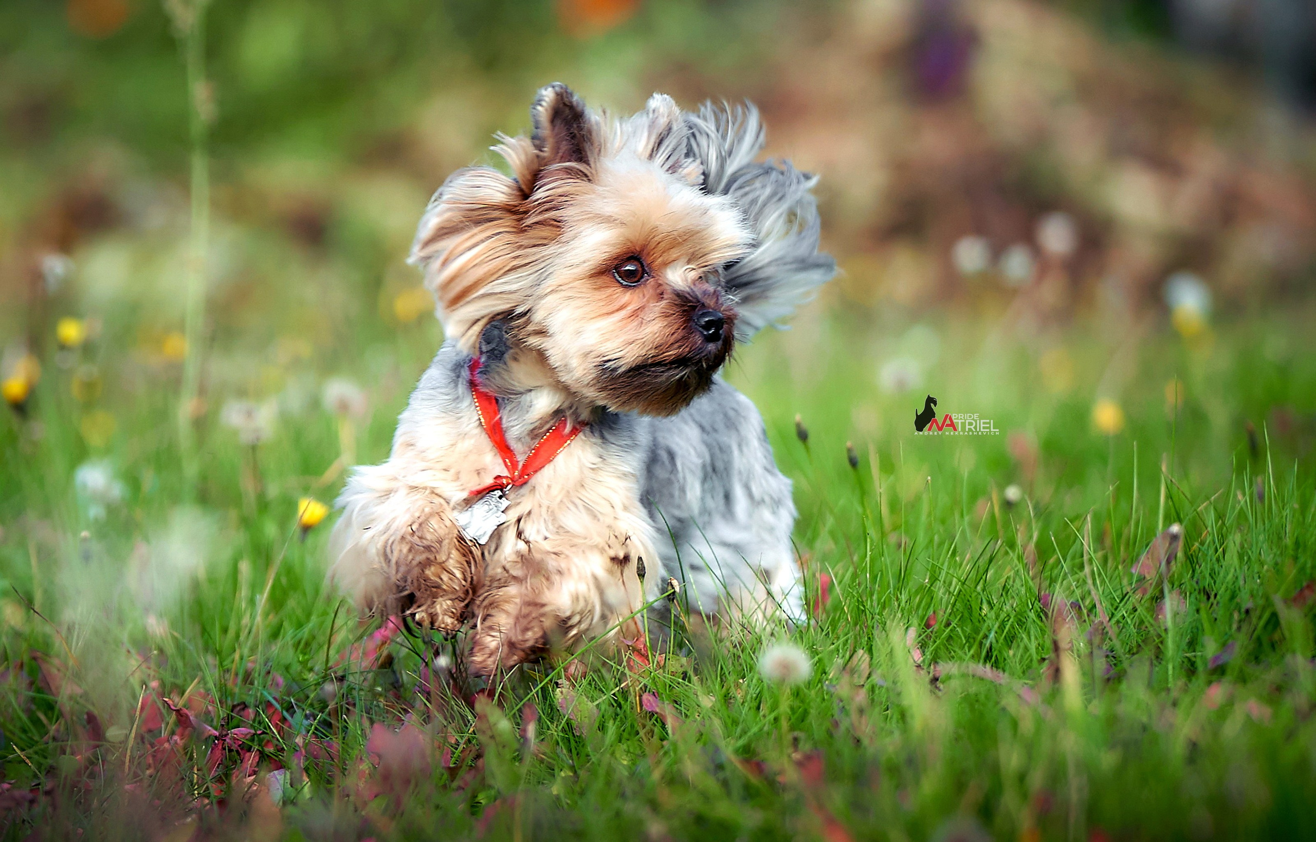 Йоркширский терьер Циля
