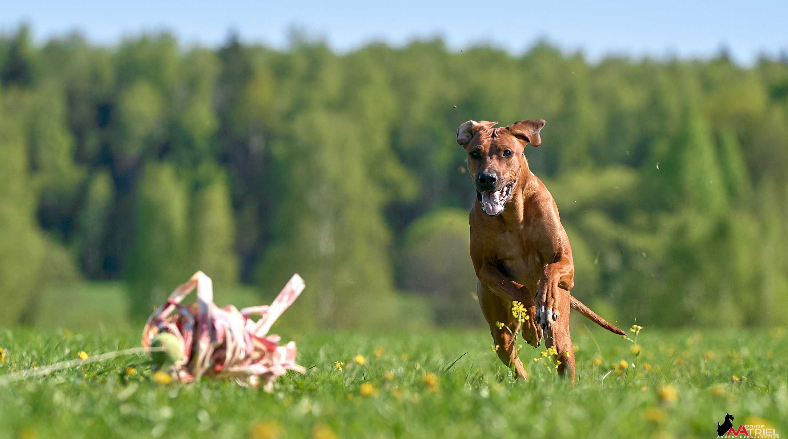 Съемка курсинг — галерея NATRIEL
