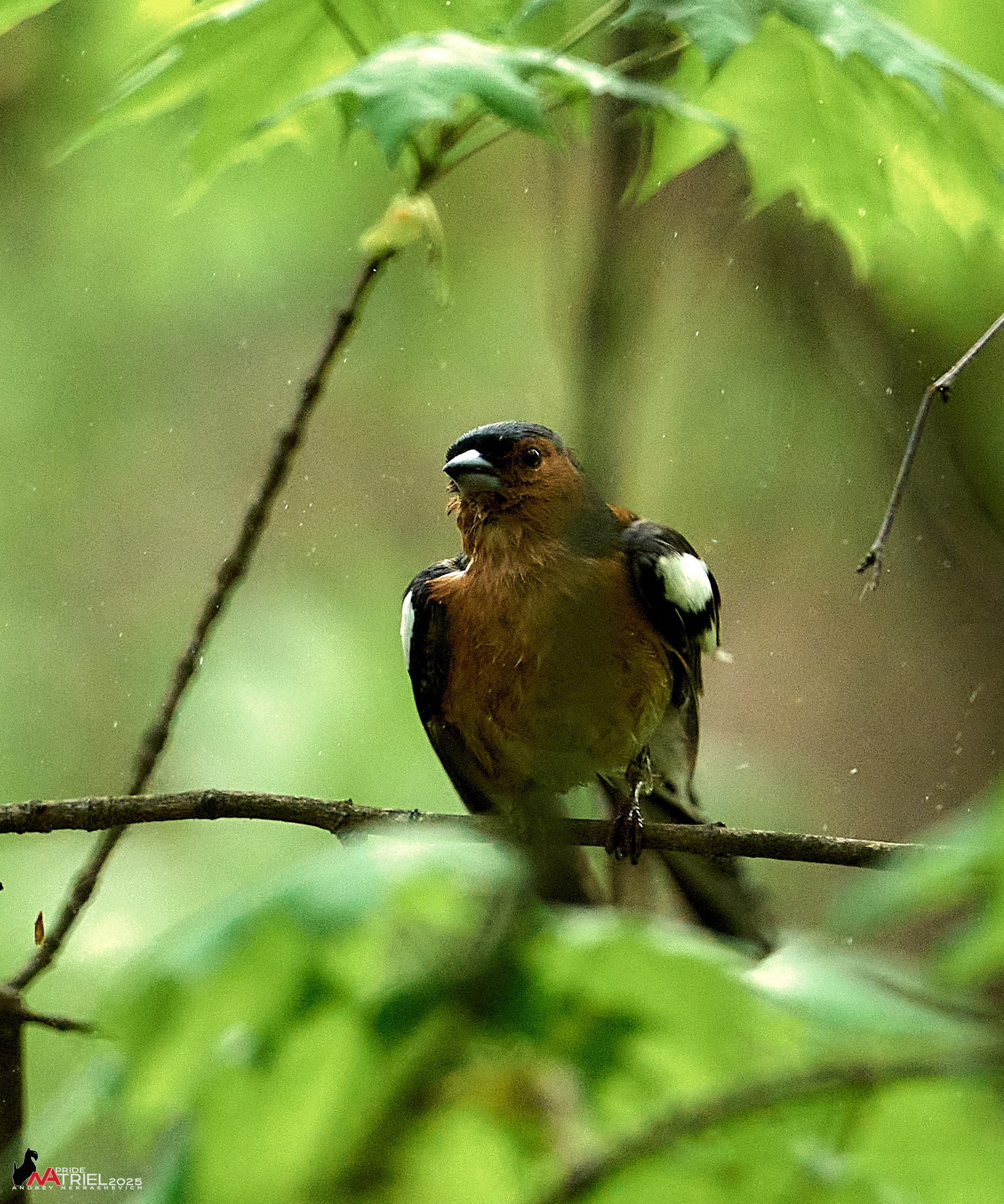 Съемка в майском лесу