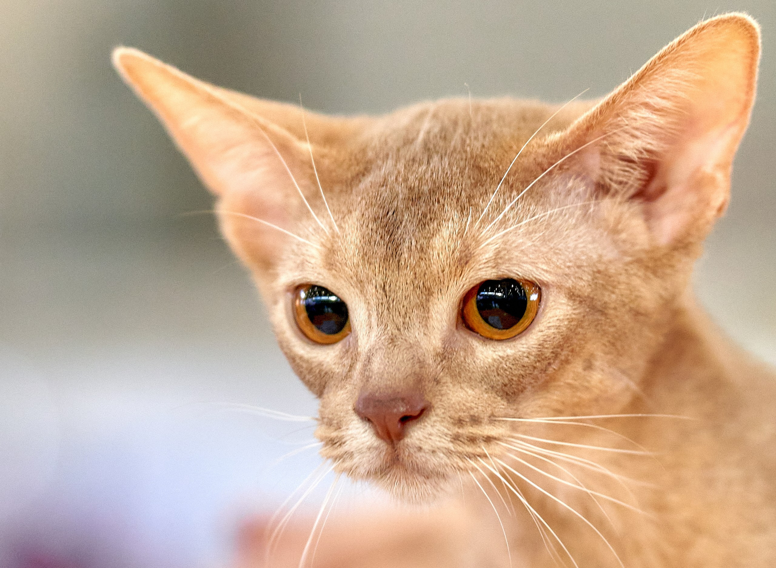 Кошки на выставках — галерея NATRIEL