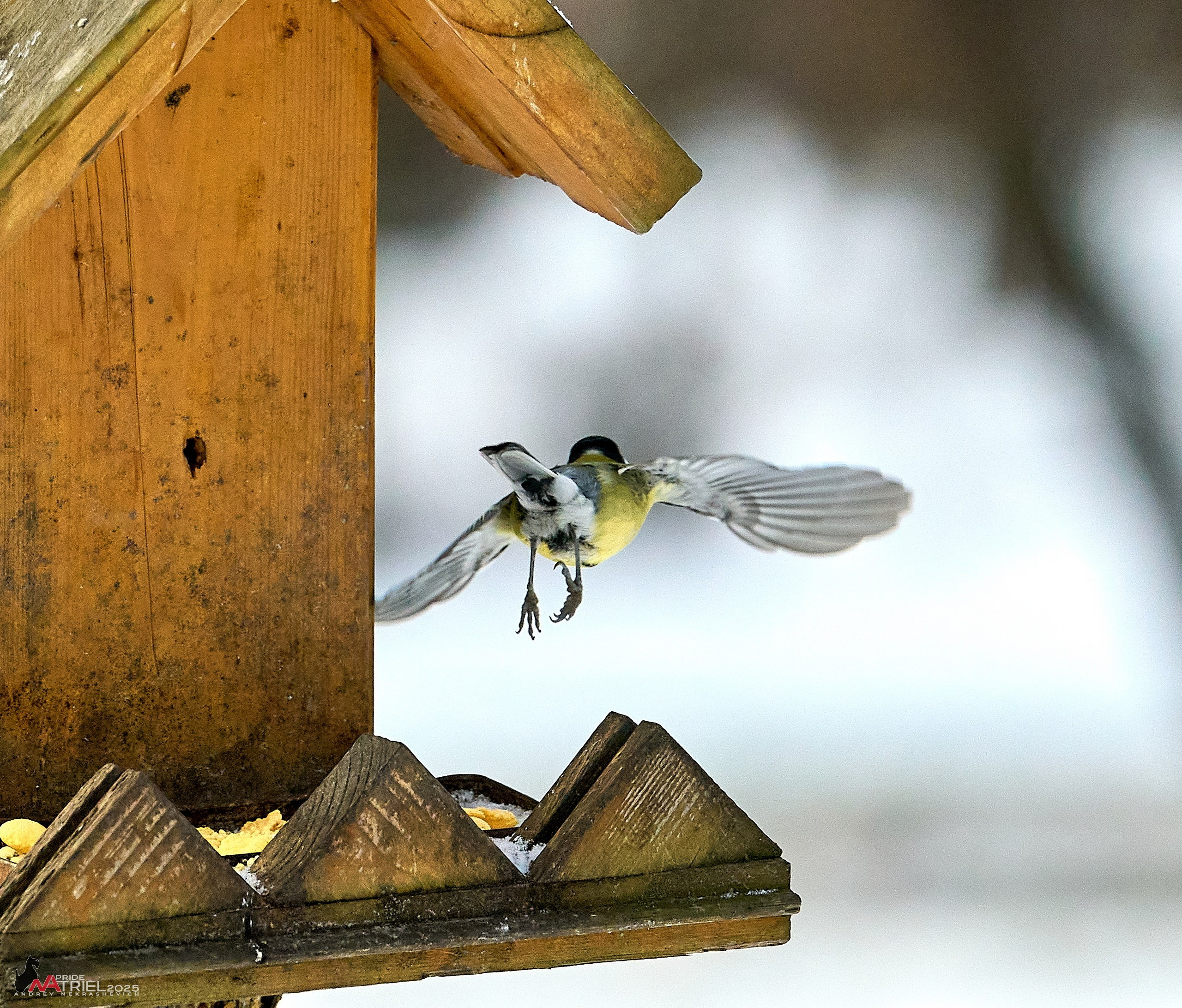 Фотопрогулка с птицами