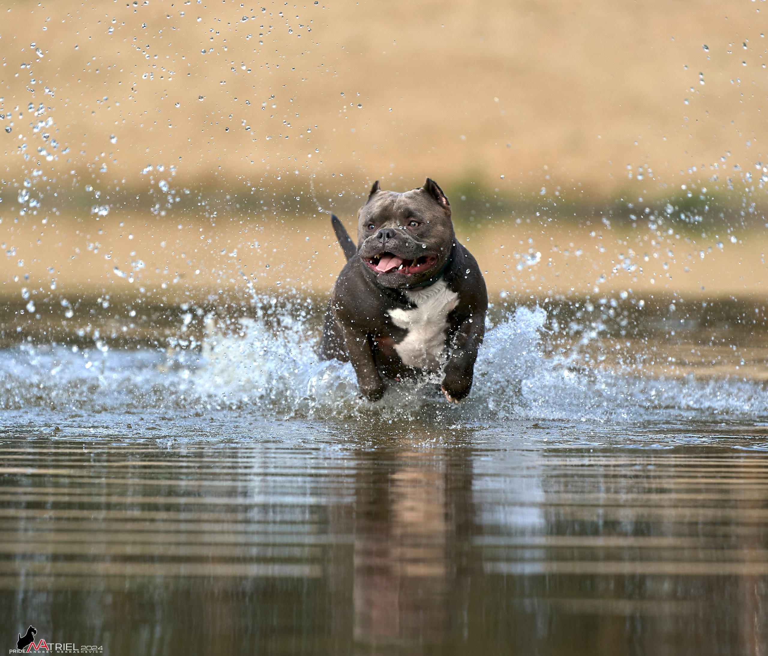 Фотопрогулка с булли