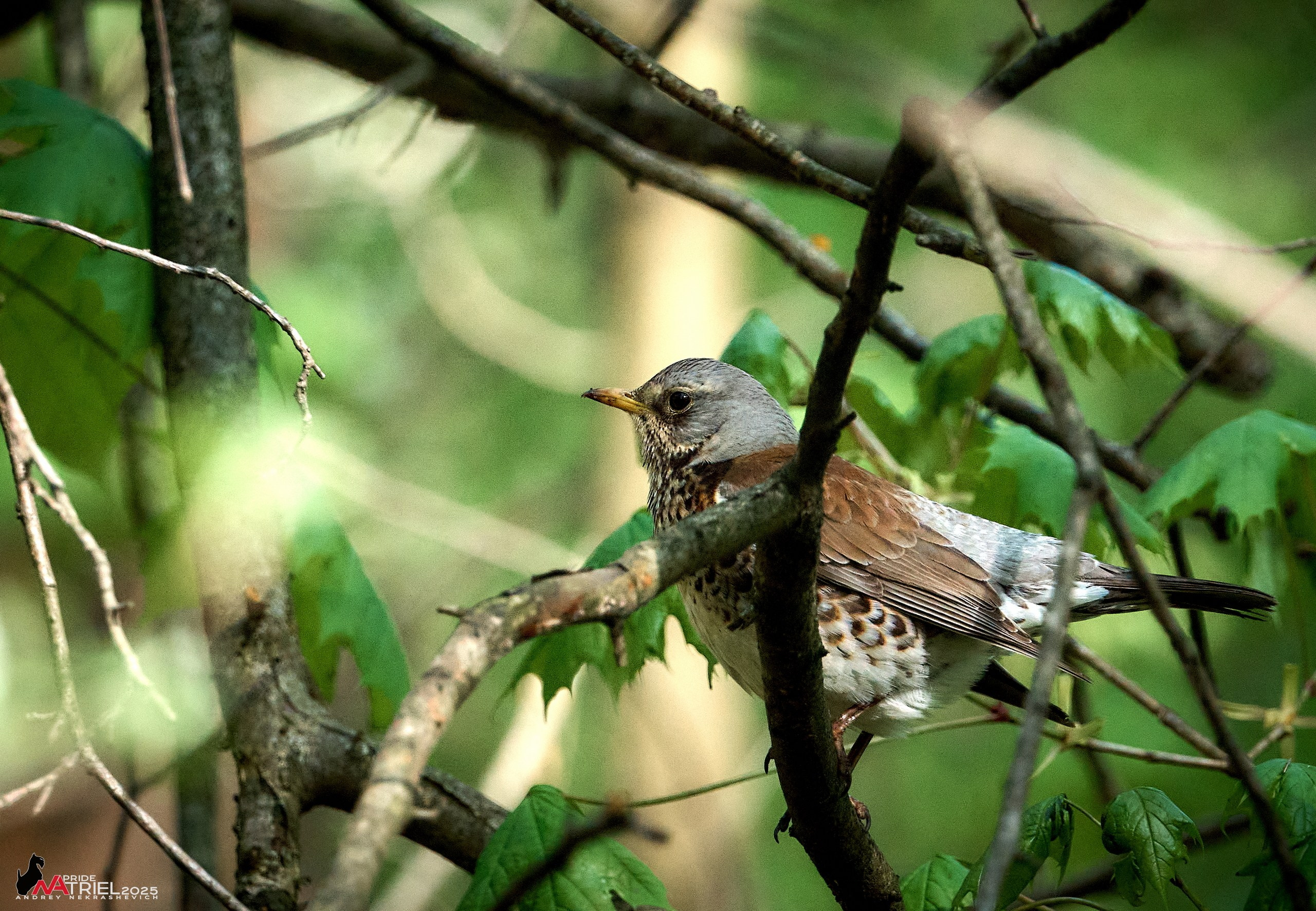 Съемка в майском лесу