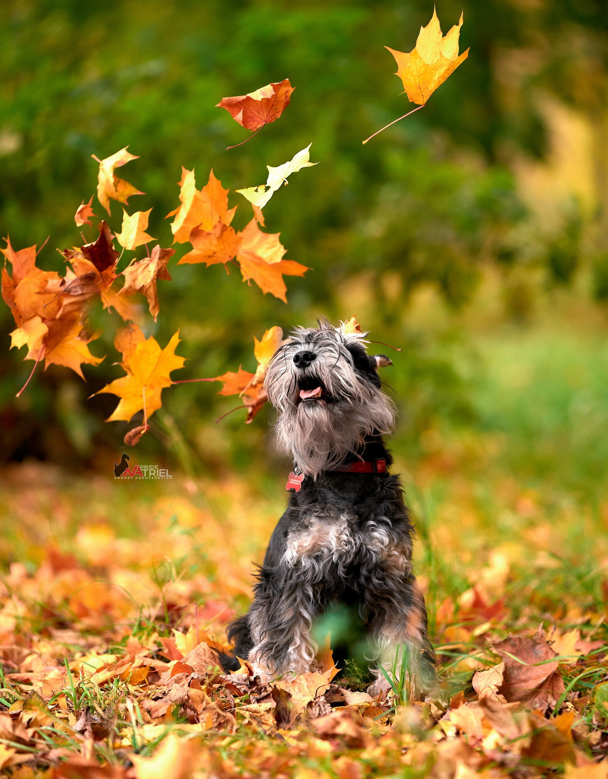 Портреты собак — галерея NATRIEL